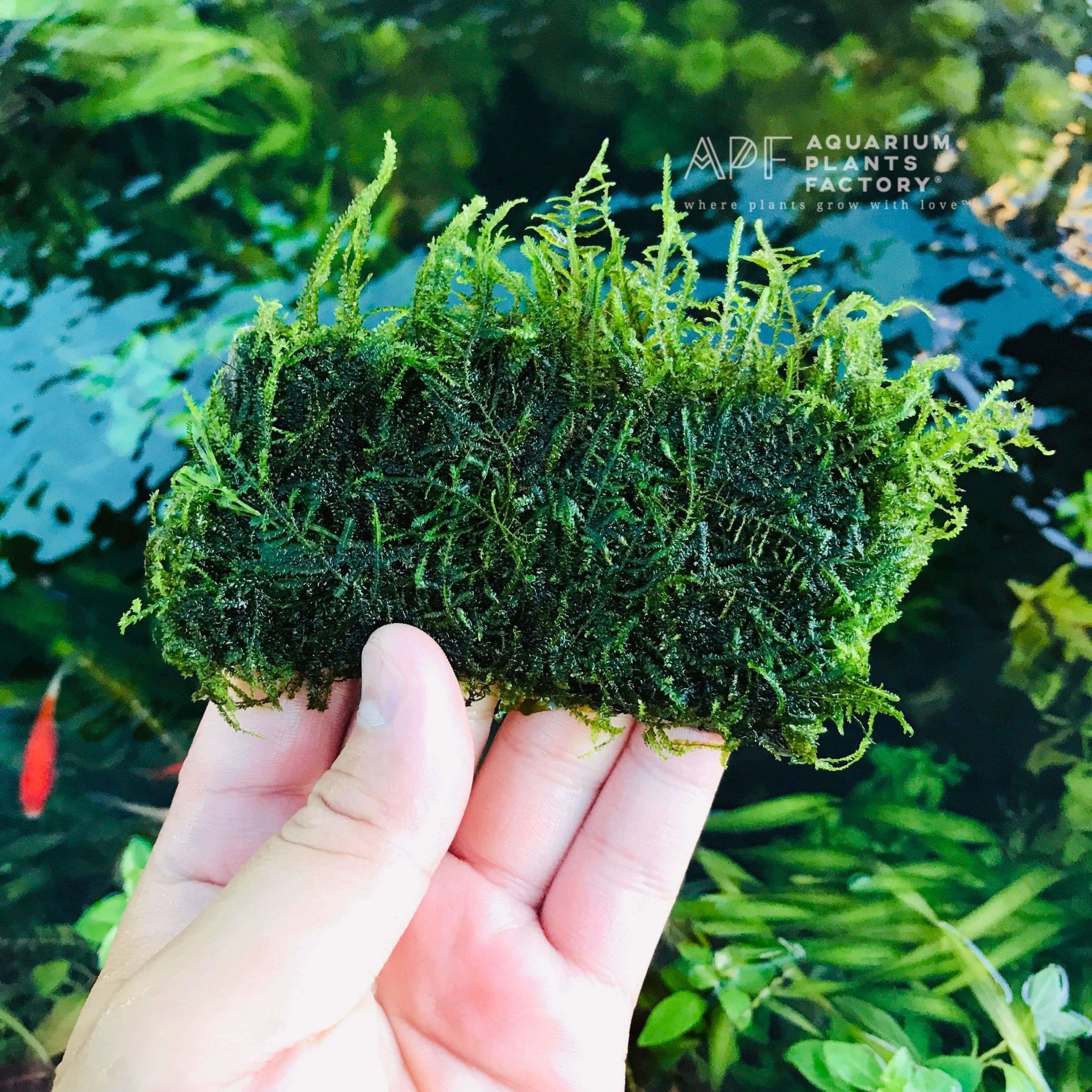 Java Moss Carpet