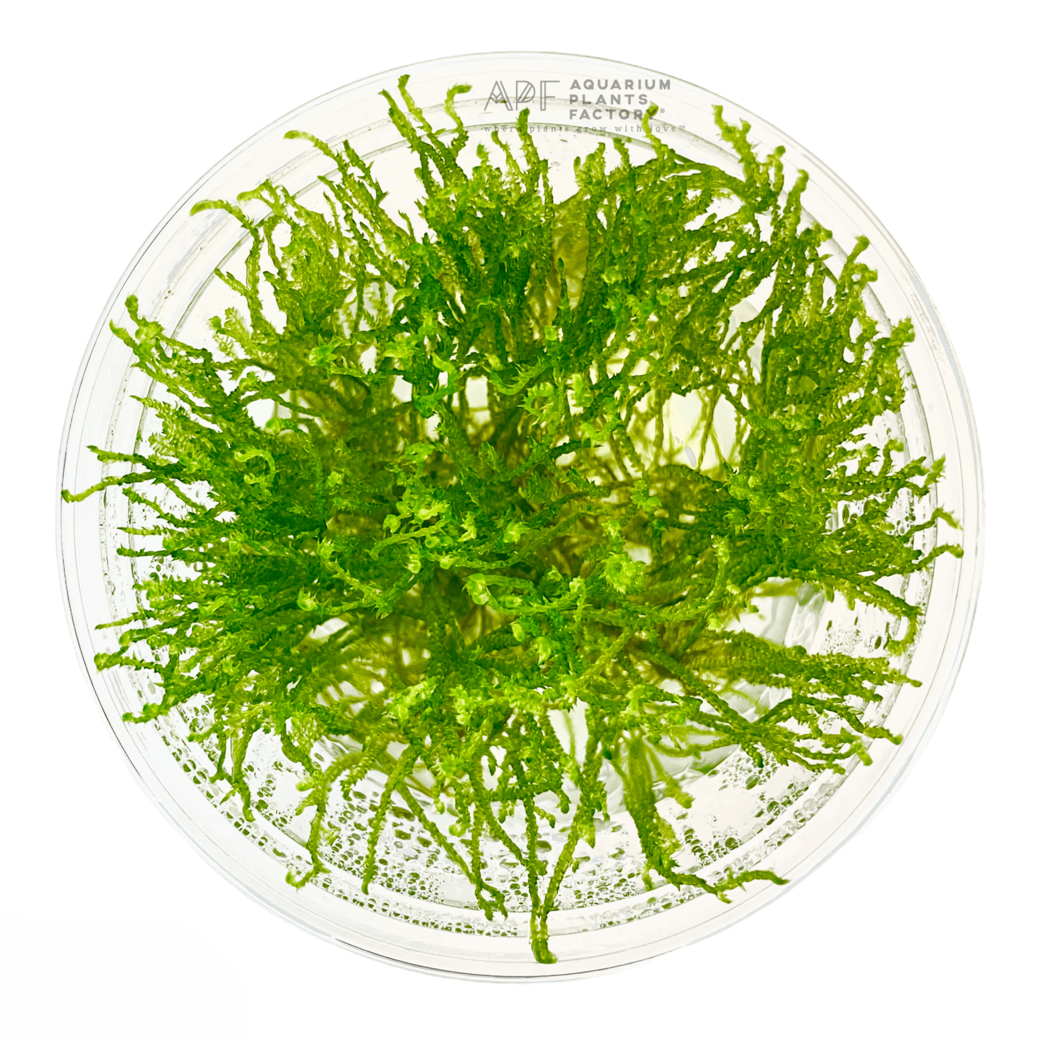 Java Moss (Taxiphyllum barbieri, about a palmful) – AquaBytes