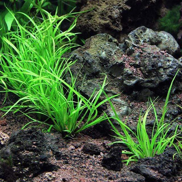 Aquarium Plants Factory  Premium Quality Aquatic Plants Online