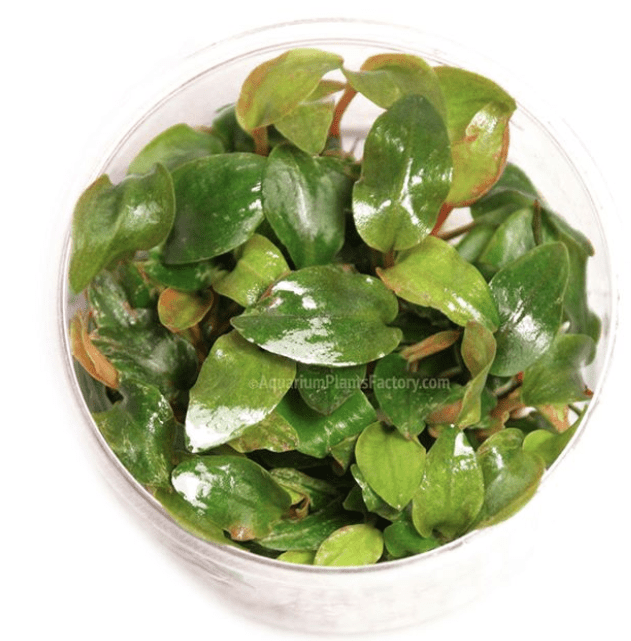 Lagenandra Meeboldii Red - Tissue Culture Cup - Aquarium Plants Factory
