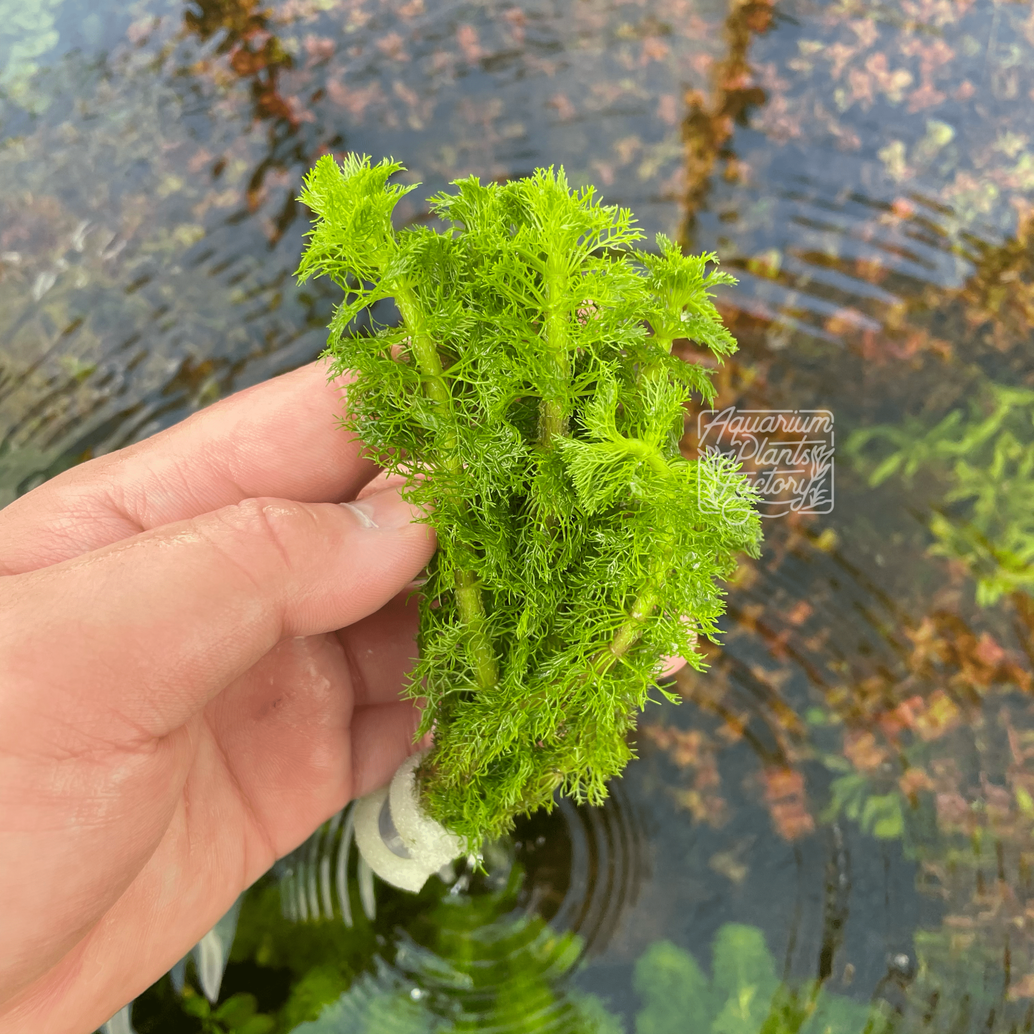 Limnophila Aquatica - Aquarium Plants Factory