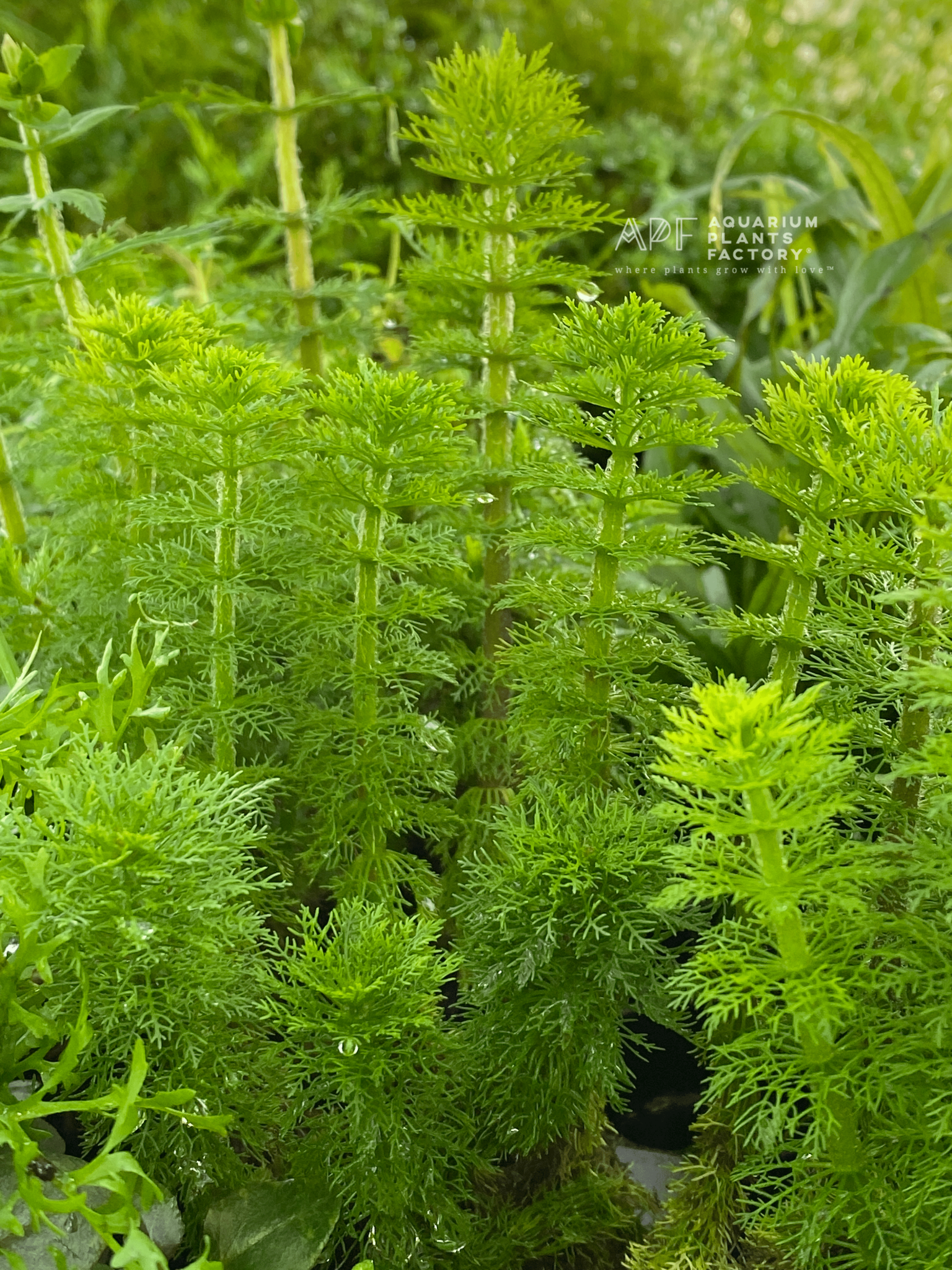 Limnophila Aquatica - Aquarium Plants Factory
