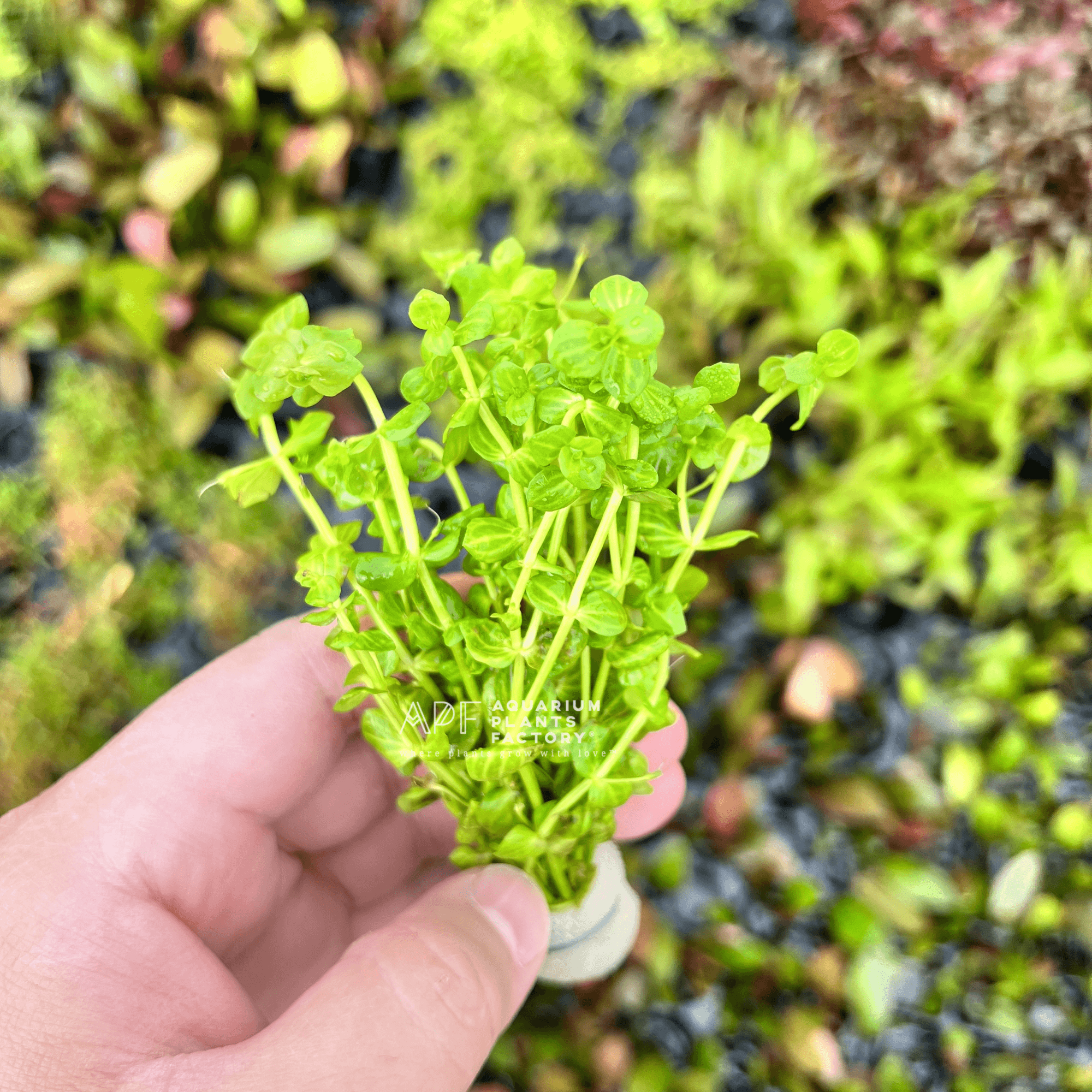 Lindernia rotundifolia 'Variegated' with striped white-green foliage underwater