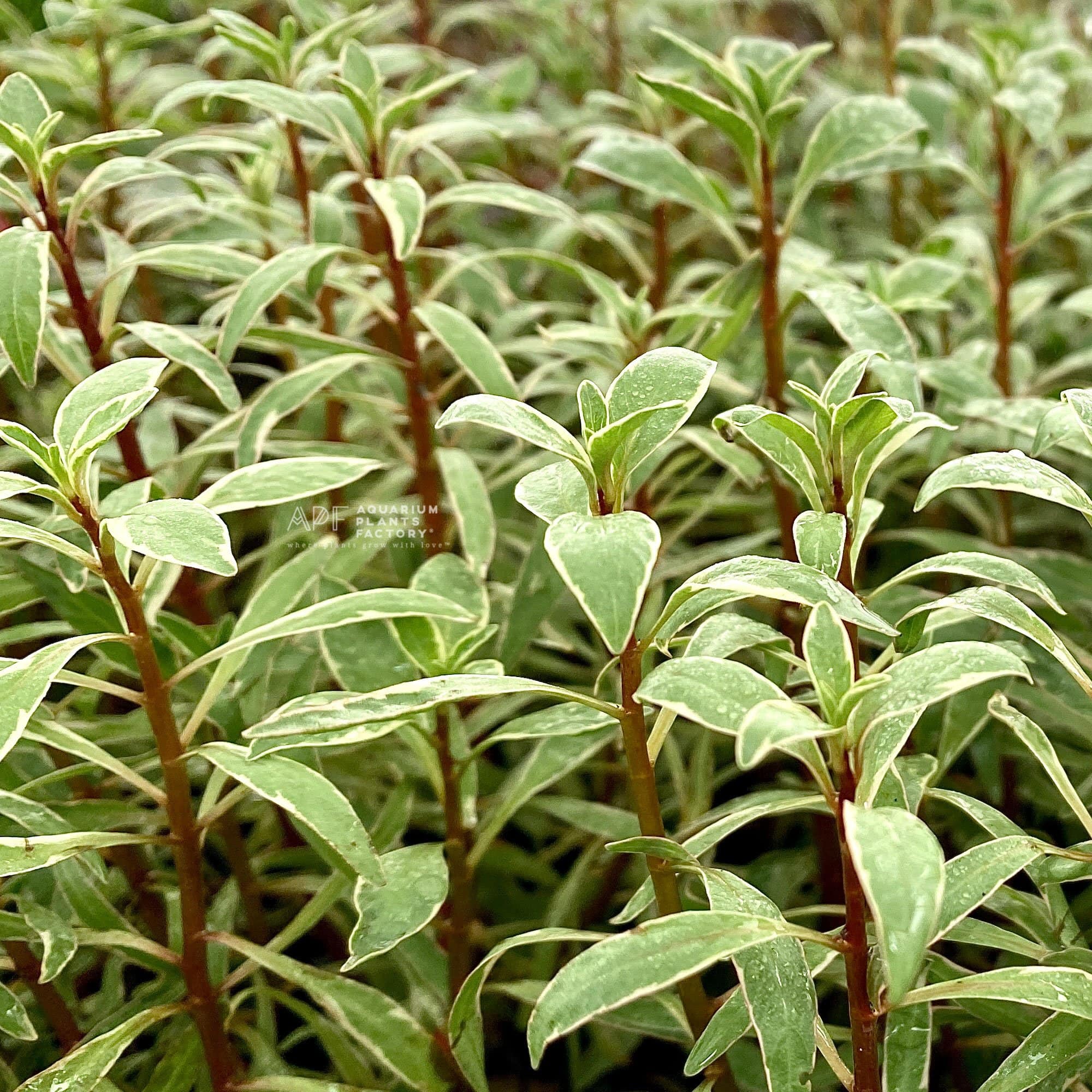 Ludwigia sp. White - Aquarium Plants Factory
