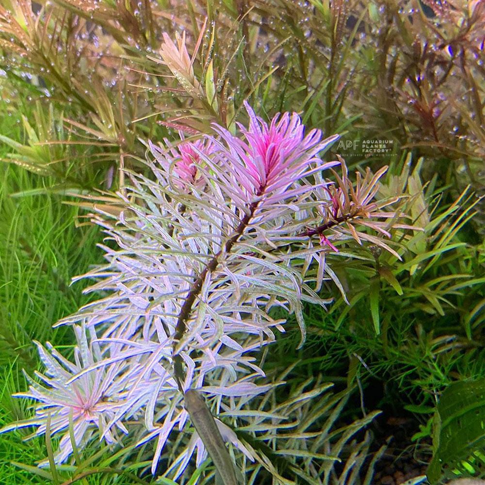 Ludwigia sp. White - Aquarium Plants Factory