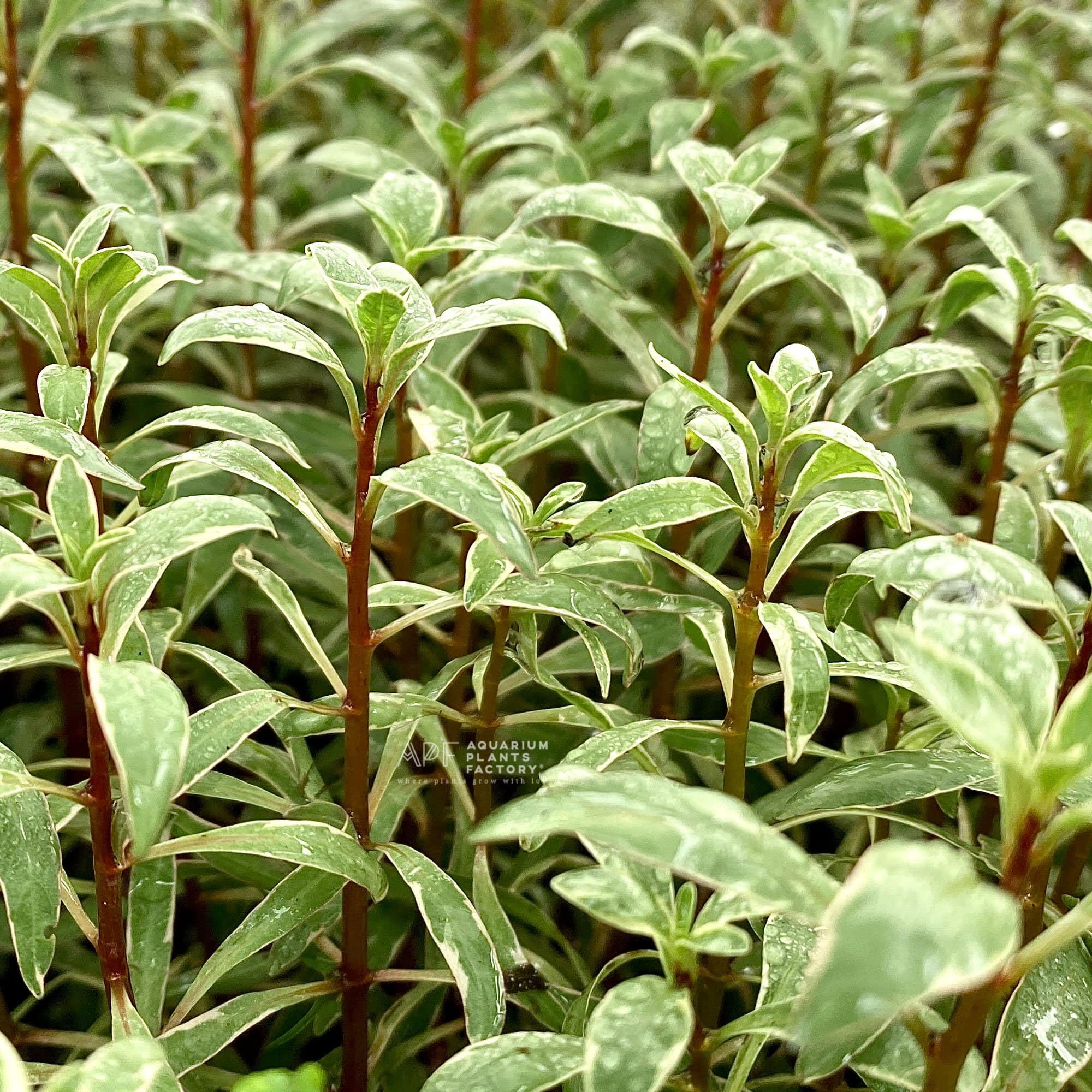 Ludwigia sp. White - Aquarium Plants Factory