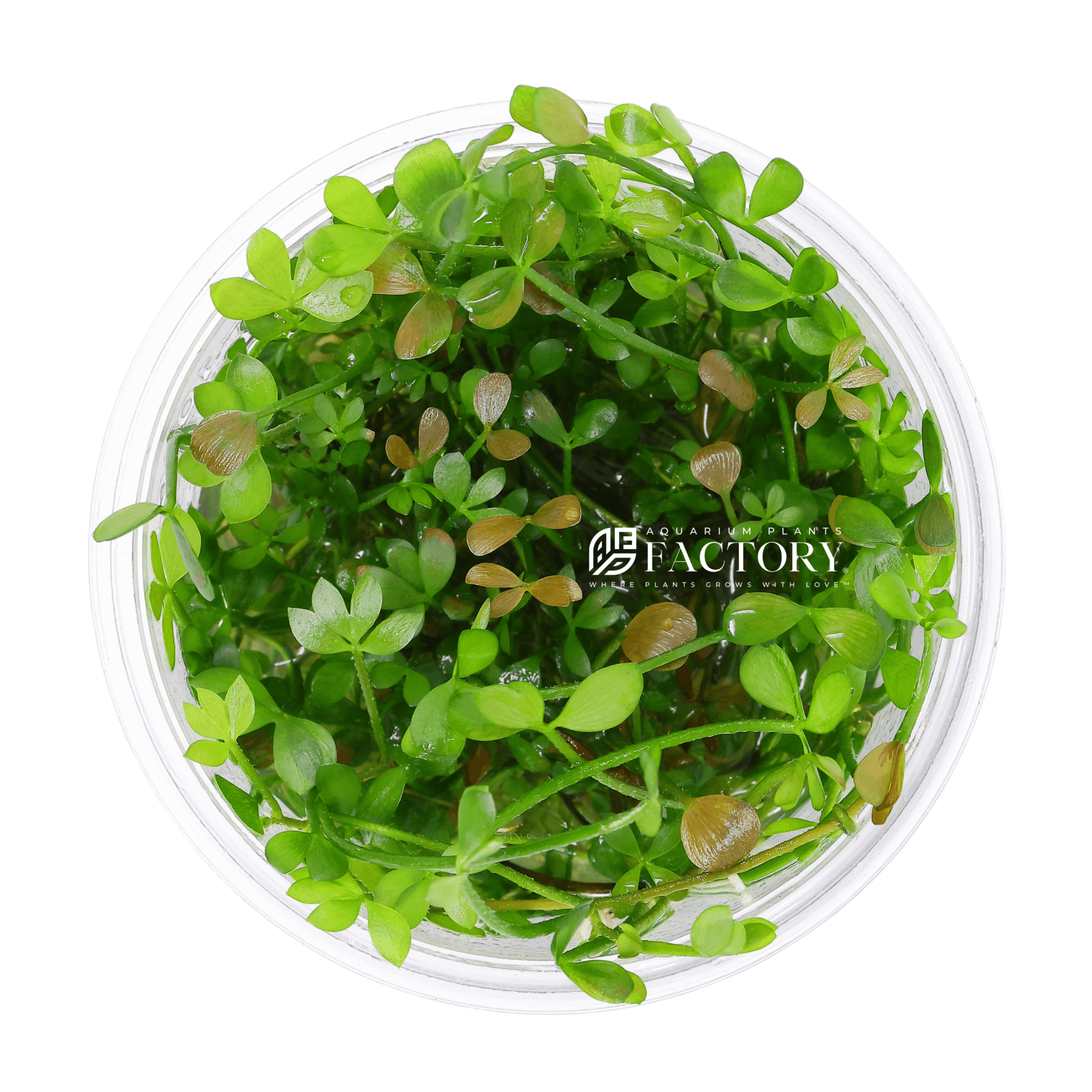 Marsilea Hirsuta Tissue Culture APF In Vitro Aquarium Plants Factory® Four Leaf Clover