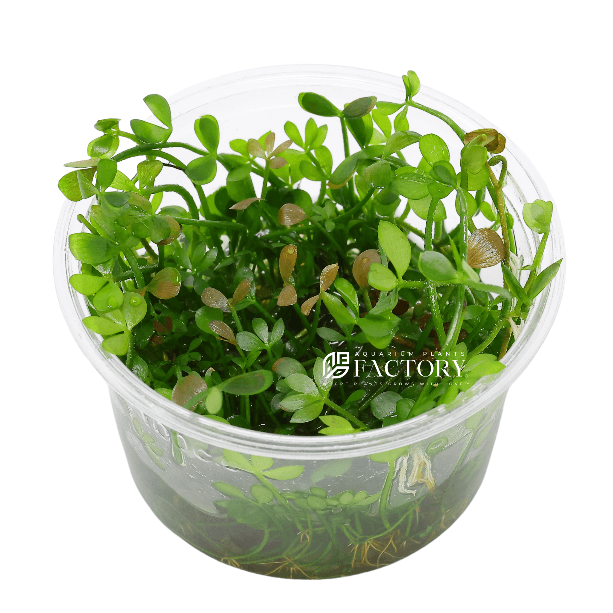 Marsilea Hirsuta Tissue Culture APF In Vitro Aquarium Plants Factory® Four Leaf Clover