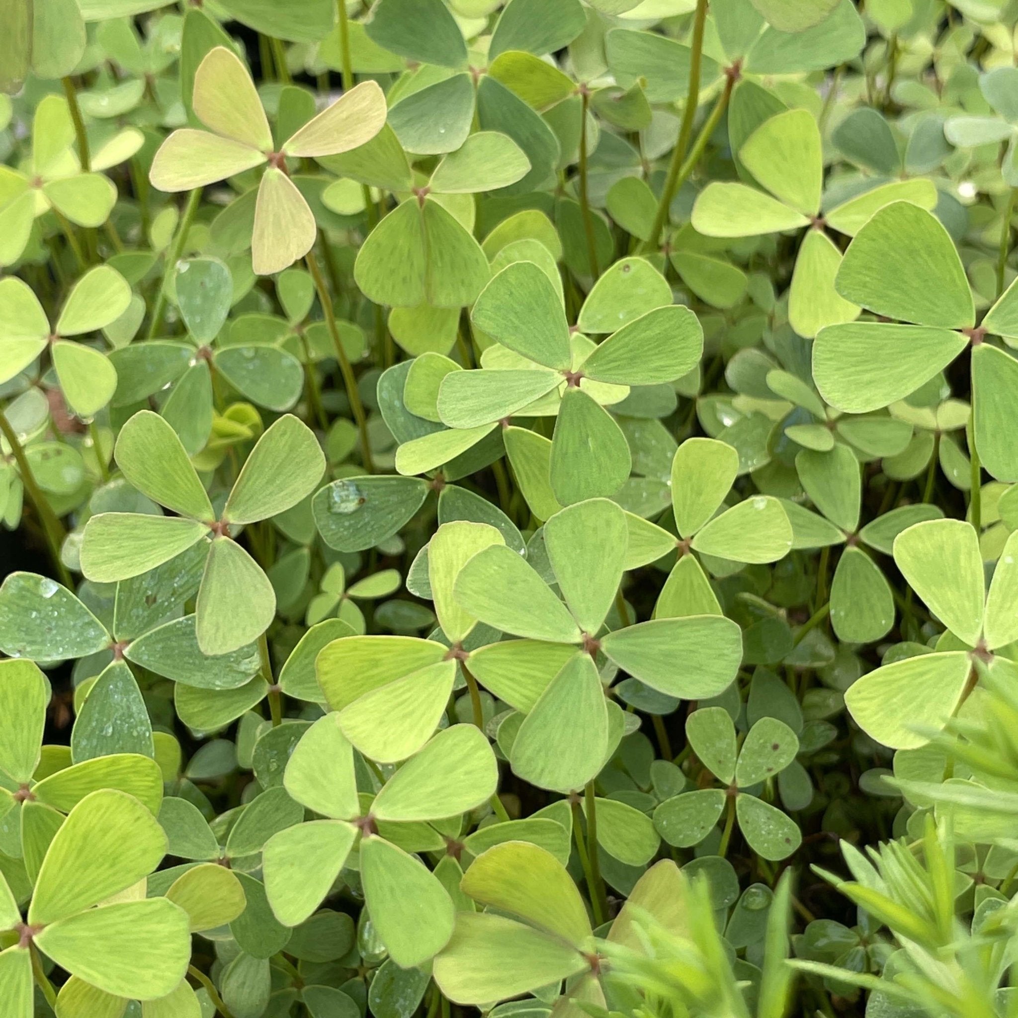 Marsilea Hirsuta - Tissue Culture Cup - Aquarium Plants Factory