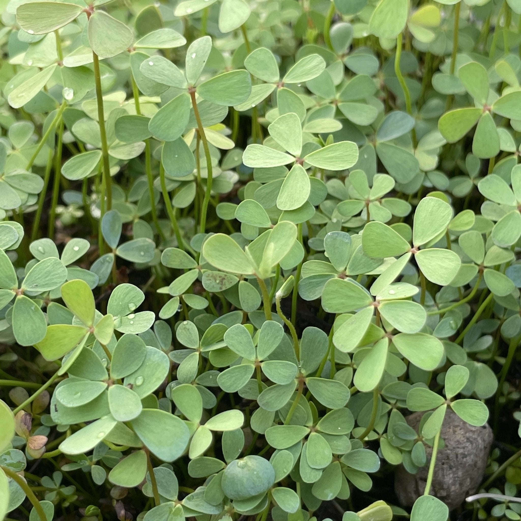 Marsilea Hirsuta - Tissue Culture Cup - Aquarium Plants Factory