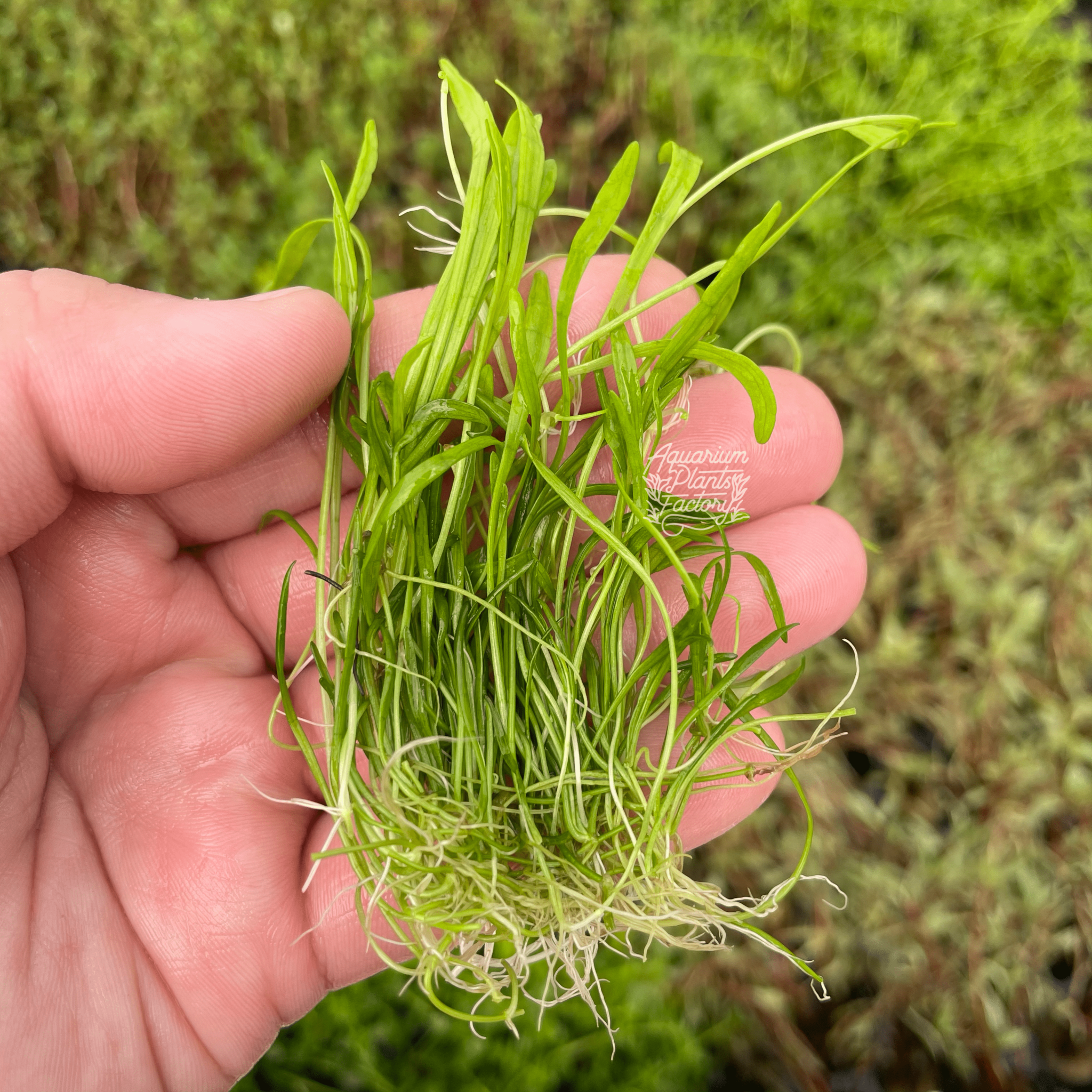 Lilaeopsis Brasiliensis Micro Sword Bare-root APF Aquarium Plants Factory