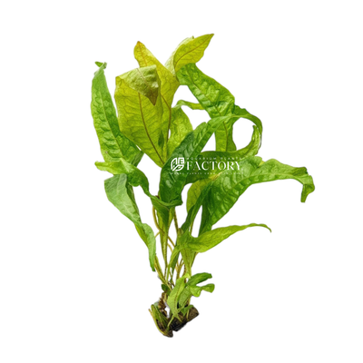 Introducing the Microsorum pteropus 'Gold Sparkle', a stunning cultivar of the Java Fern that adds a touch of elegance and natural beauty to any aquatic environment. Brought to you by the Aquarium Plants Factory, this eye-catching aquatic plant offers both visual appeal and a low-maintenance solution for aquarium enthusiasts of all skill levels. The Microsorum pteropus 'Gold Sparkle', also known as the 'Gold Leaf Java Fern', is truly a sight to behold with its unique gold and green variegated leaves. 