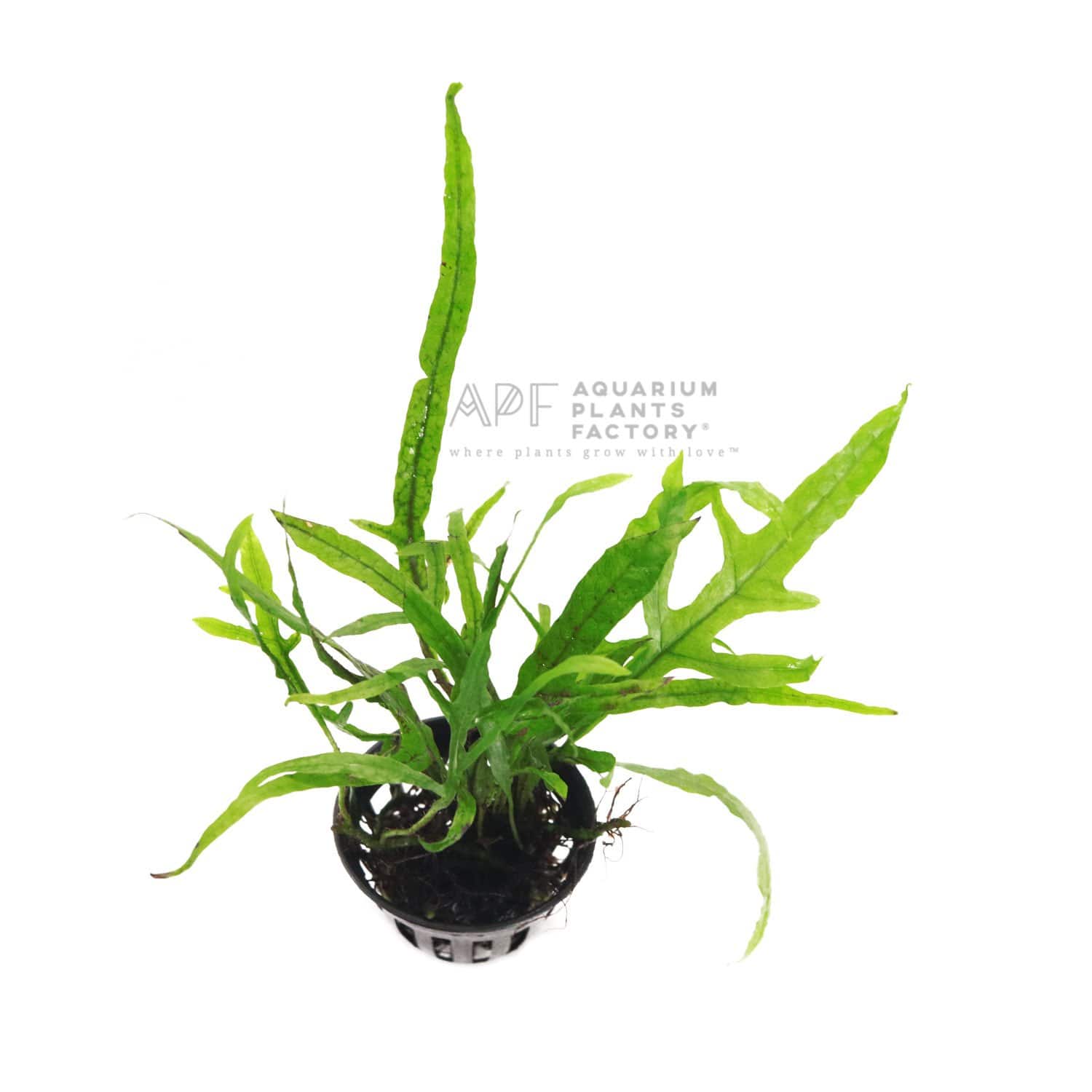 Microsorum Pteropus Trident, commonly known as Trident Java Fern, is an essential addition to any aquarium, admired for its distinctive, forked leaves that resemble a trident. This unique morphology adds an elegant and dynamic element to any aquascape.