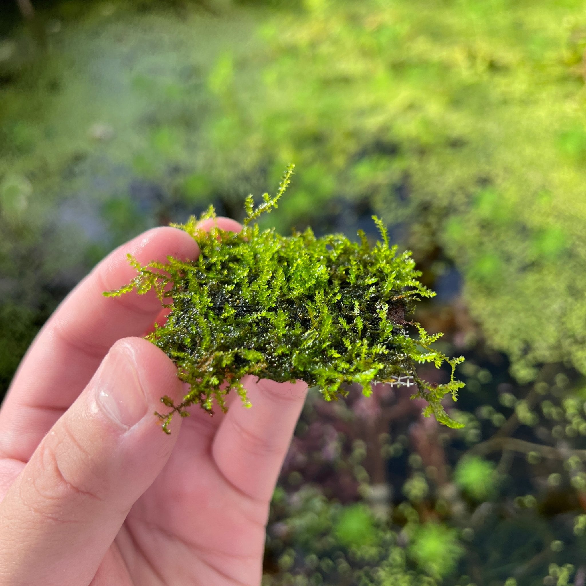 Mini Christmas Moss Carpet | Stainless Steel Mesh | APF Aquarium Plants Factory®