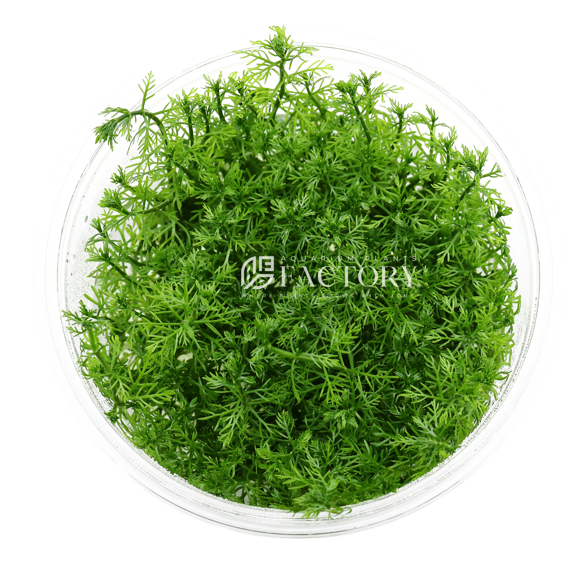 Myriophyllum Mattogrossense Tissue Culture APF Aquarium Plants Factory®