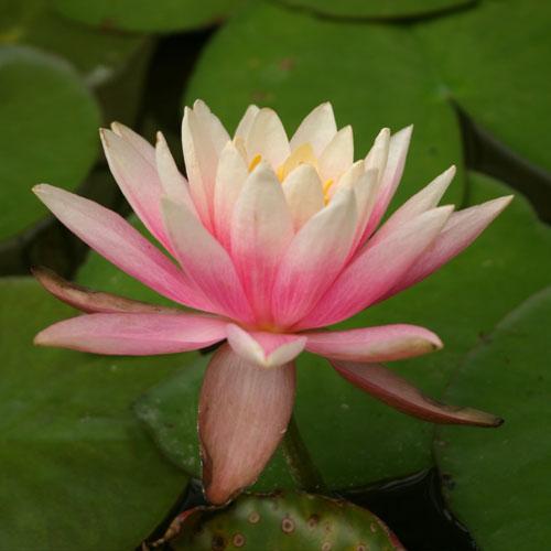 Nymphaea Colorado - Aquarium Plants Factory