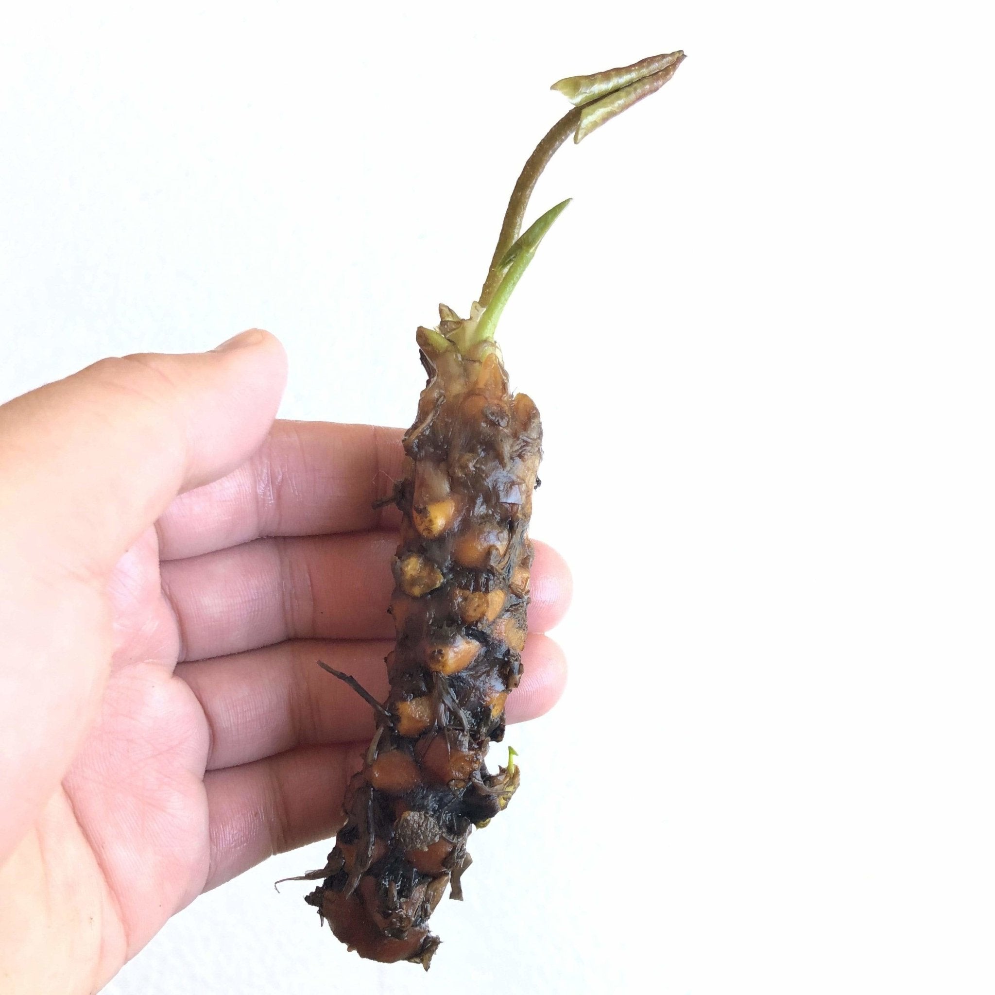 Nymphaea Colorado - Aquarium Plants Factory