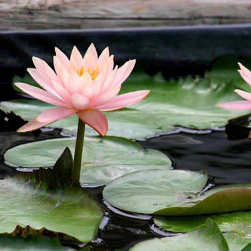 Nymphaea Colorado - Aquarium Plants Factory