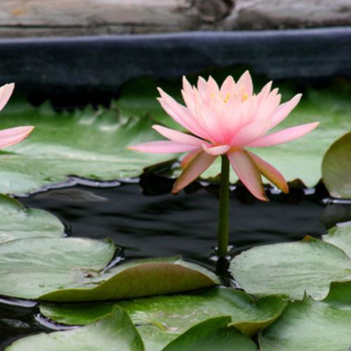 Nymphaea Colorado - Aquarium Plants Factory