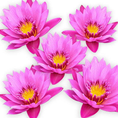 Nymphaea Evelyn Randig is a hybrid water lily cultivar. Water lilies are aquatic plants that grow in still or slow-moving water. They are known for their beautiful, fragrant flowers that float on the surface of the water.