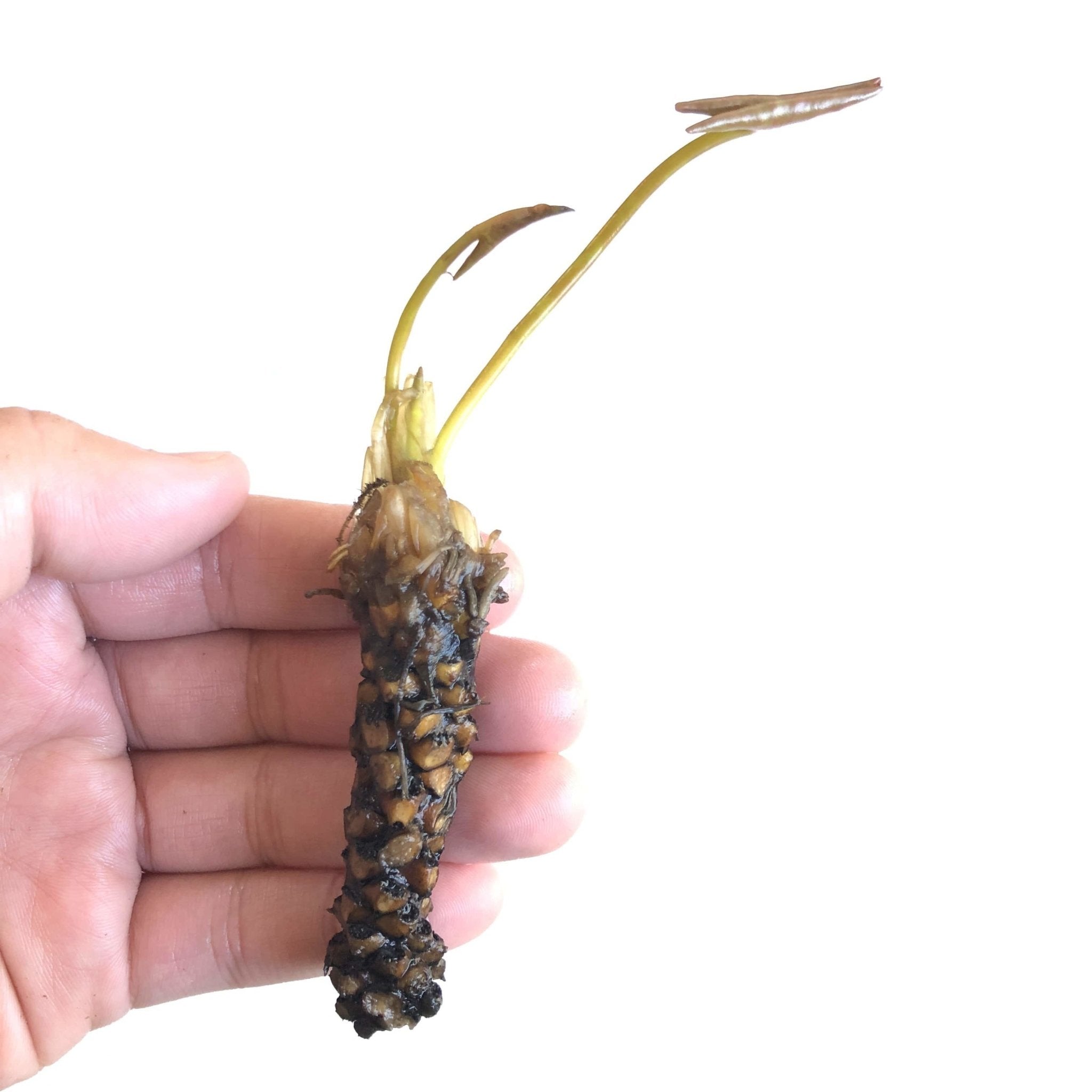 The flowers of Nymphaea 'Inner Light' are a striking yellow to apricot color, adding a beautiful and serene aesthetic to your aquatic environment. The blooms are cup-shaped, making a dramatic statement on the water’s surface.