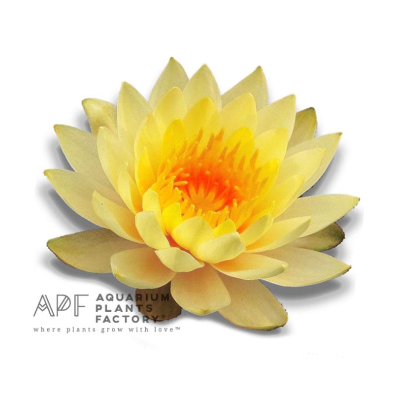 Nymphaea 'Inner Light' is a captivating hardy water lily that brings vibrant color and elegance to any pond or water garden. Renowned for its stunning yellow to apricot blooms and lush foliage, this water lily is an excellent choice for both novice and experienced gardeners.