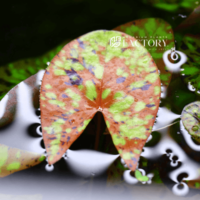 Nymphaea Micrantha Tri-color Lotus Rare Lily Aquarium Plants Factory®