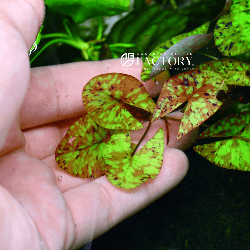 Nymphaea Micrantha Dwarf Lotus | APF Aquarium Plants Factory®