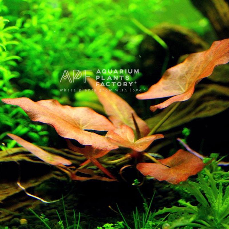 Nymphaea lotus 'Red' — A Stunning Addition to Your Aquarium or Pond