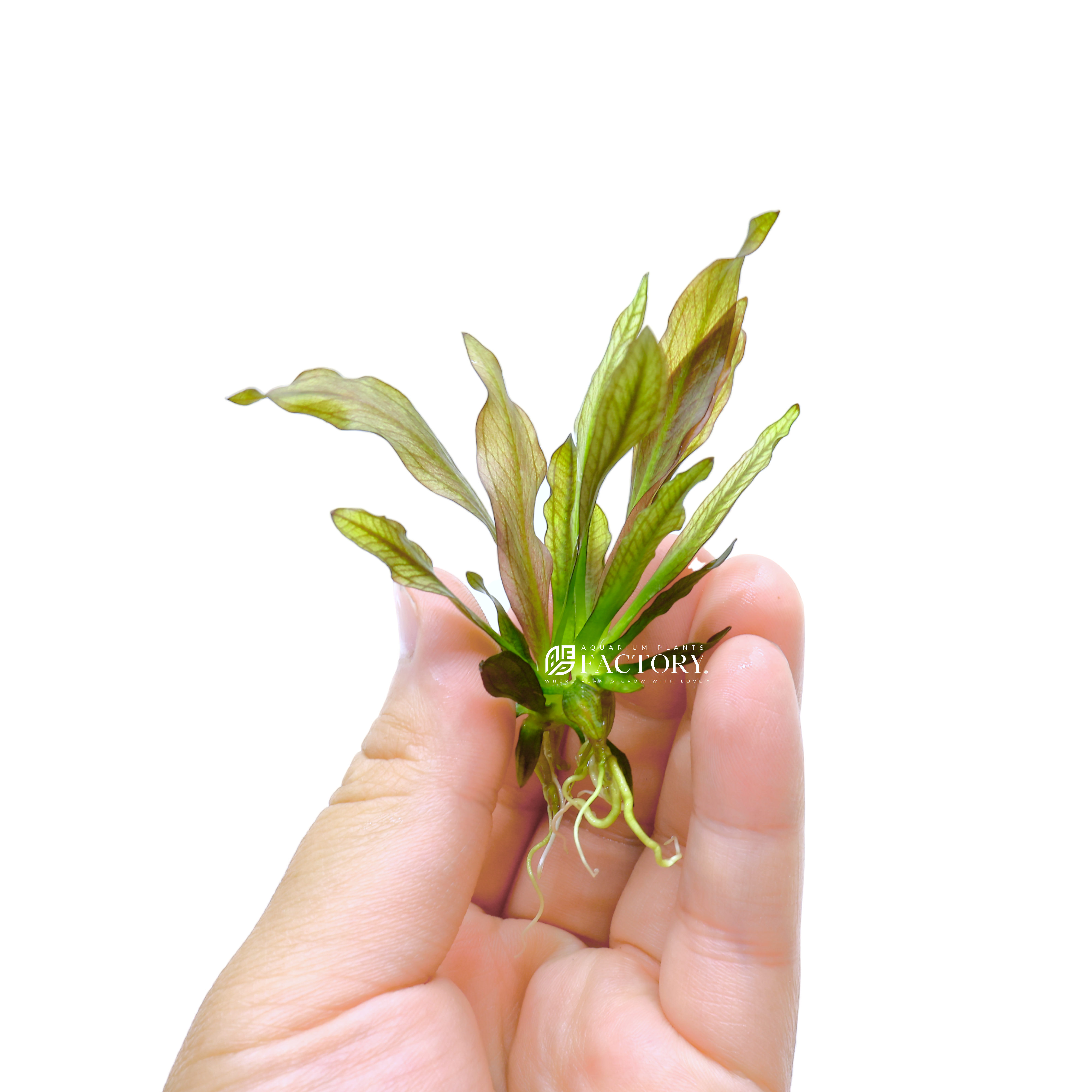 Echinodorus grisebachii 'Pink Princess', also known as Pink Amazon Sword, is an exquisite and straightforward-to-care-for aquatic plant that requires a nutrient-rich substrate to attain its full potential. Its vibrant pink to reddish coloration and exceptional leaf structure make it a fantastic addition to any aquarium.