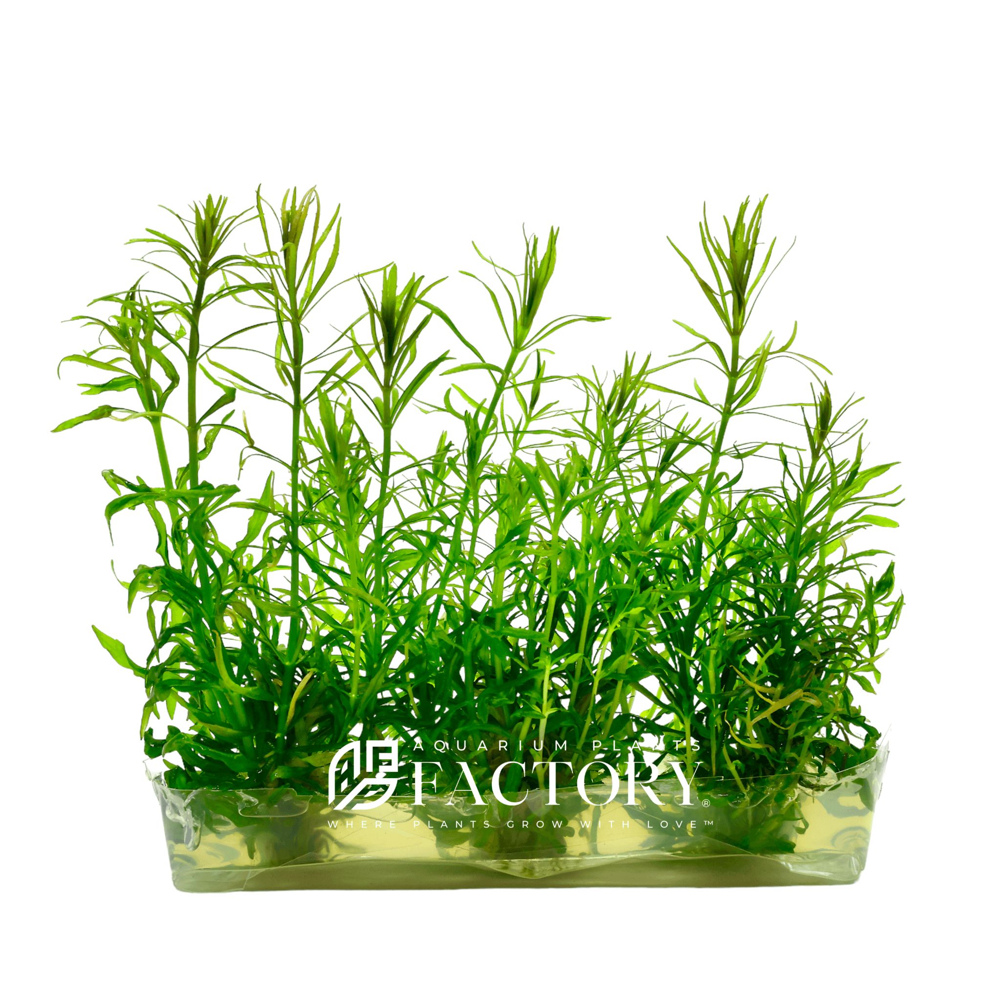 Pogostemon Stellatus Dassen Tissue Culture | APF Aquarium Plants