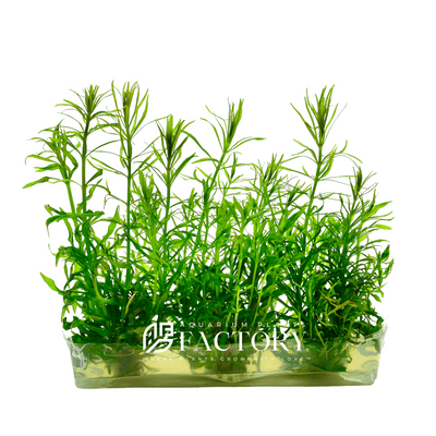 Pogostemon Stellatus Dassen is a stunning and versatile aquatic plant that is widely used in aquariums. With its delicate star-shaped leaves and vibrant green and purple color, this plant is sure to add a touch of beauty and natural charm to any aquarium setup.