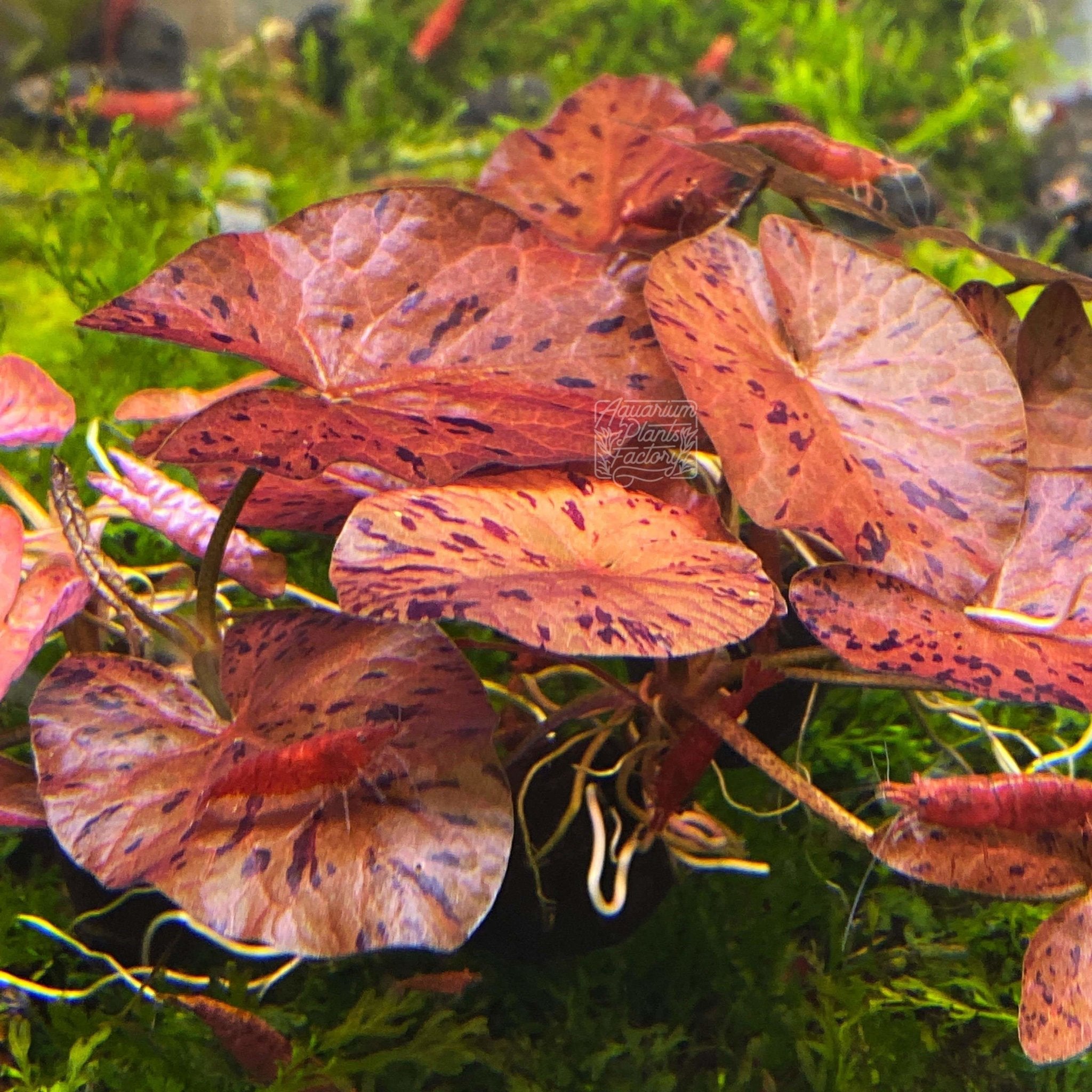 The Nymphaea Zenkeri 'Red', commonly known as the Red Tiger Lotus, is a stunning tropical waterlily that has become a favorite in the aquarium industry. Native to the waterways of East Africa, this aquatic plant is celebrated for its bold, heart-shaped leaves with a rich reddish-purple tint, making it a show-stopping centerpiece for any aquascape.