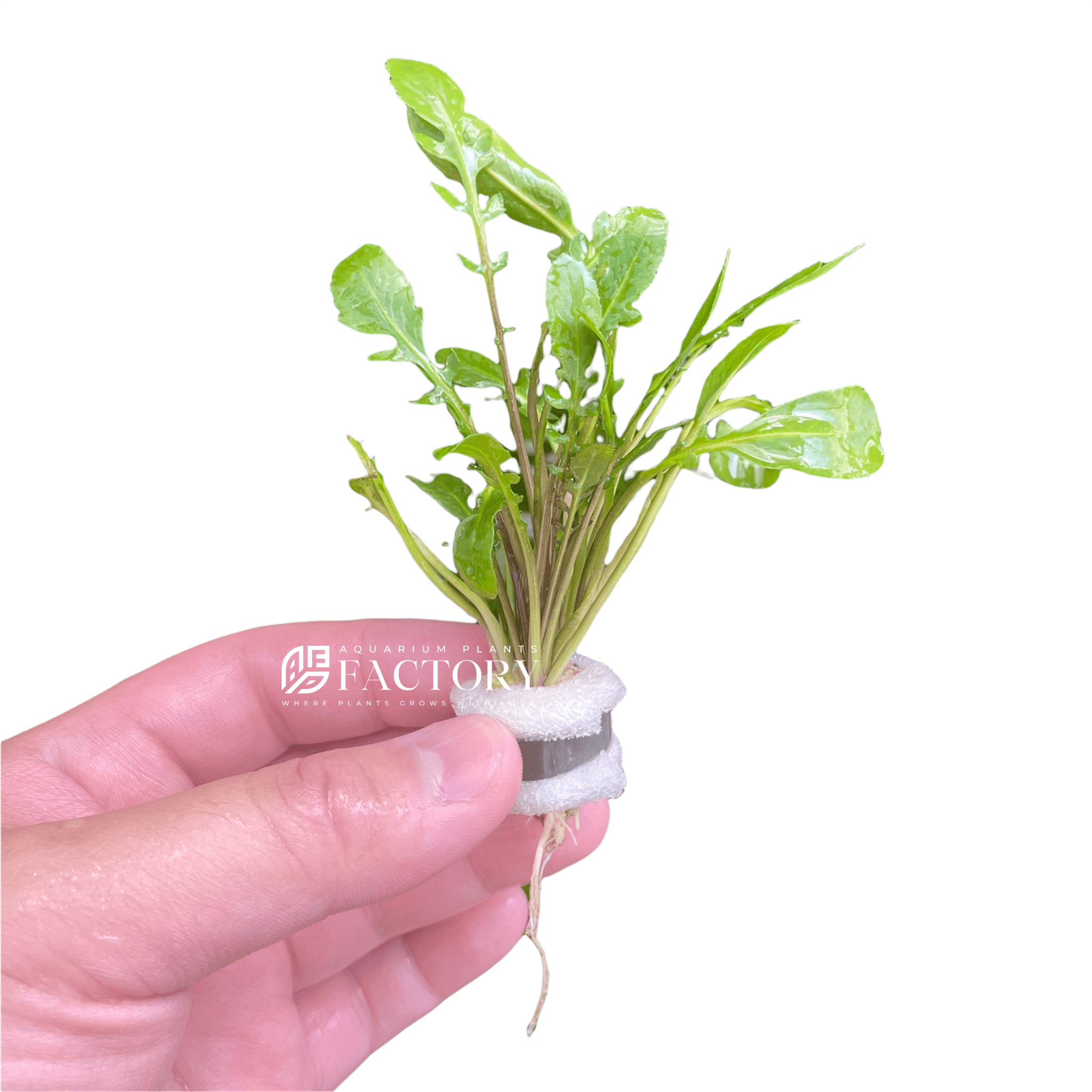 Rorippa Aquatica Bunched Aquarium Plants Factory
