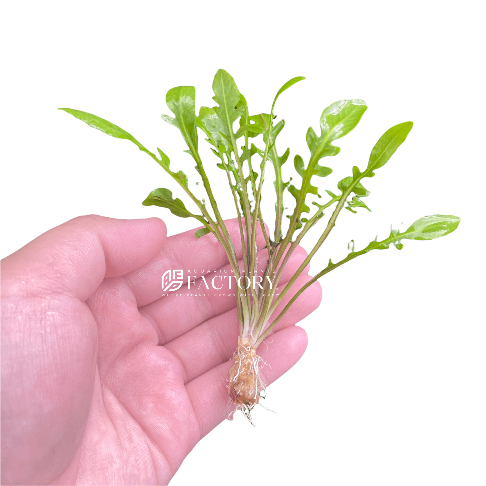 Rorippa Aquatica  Bare-root Aquarium Plants Factory