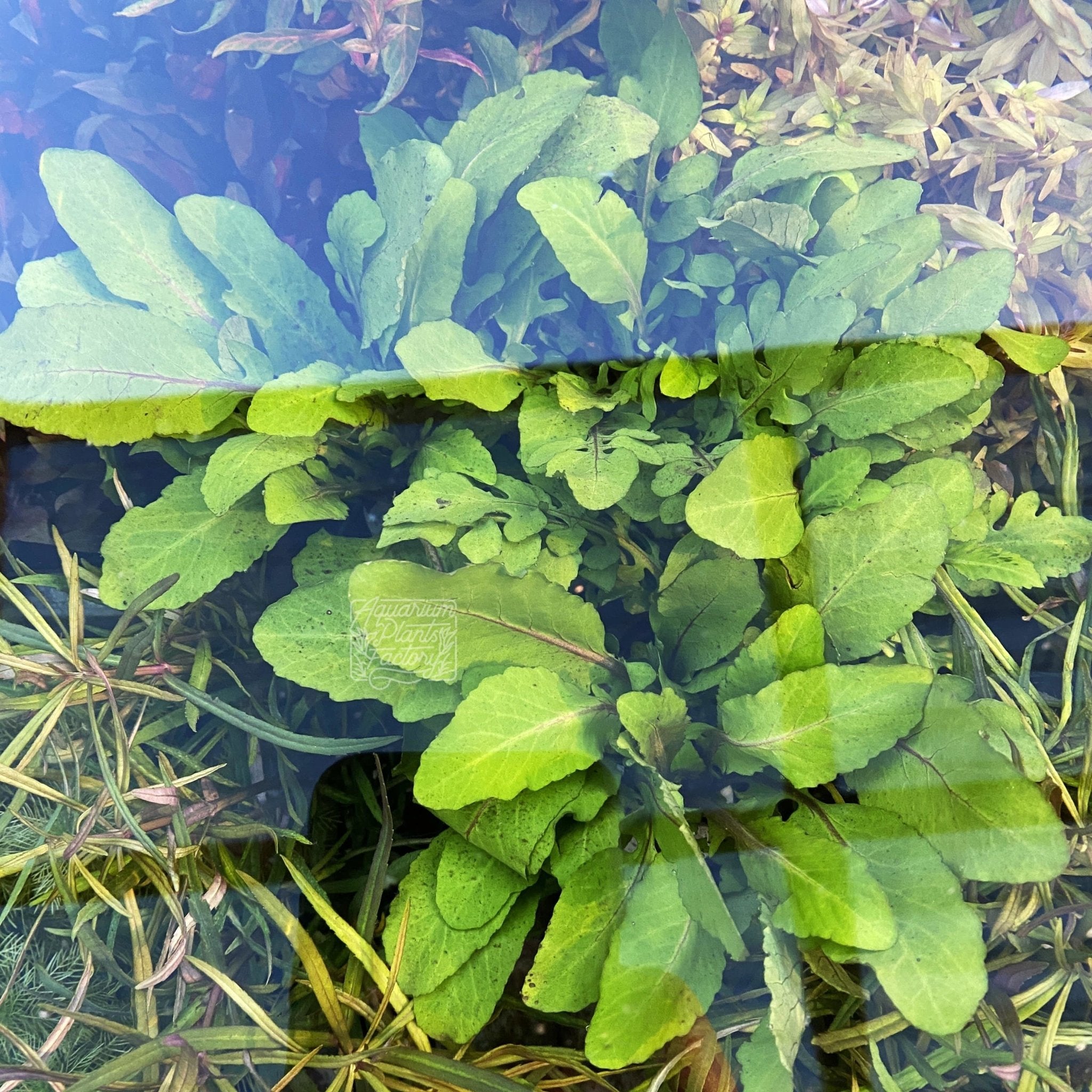Rorippa Aquatica - Aquarium Plants Factory