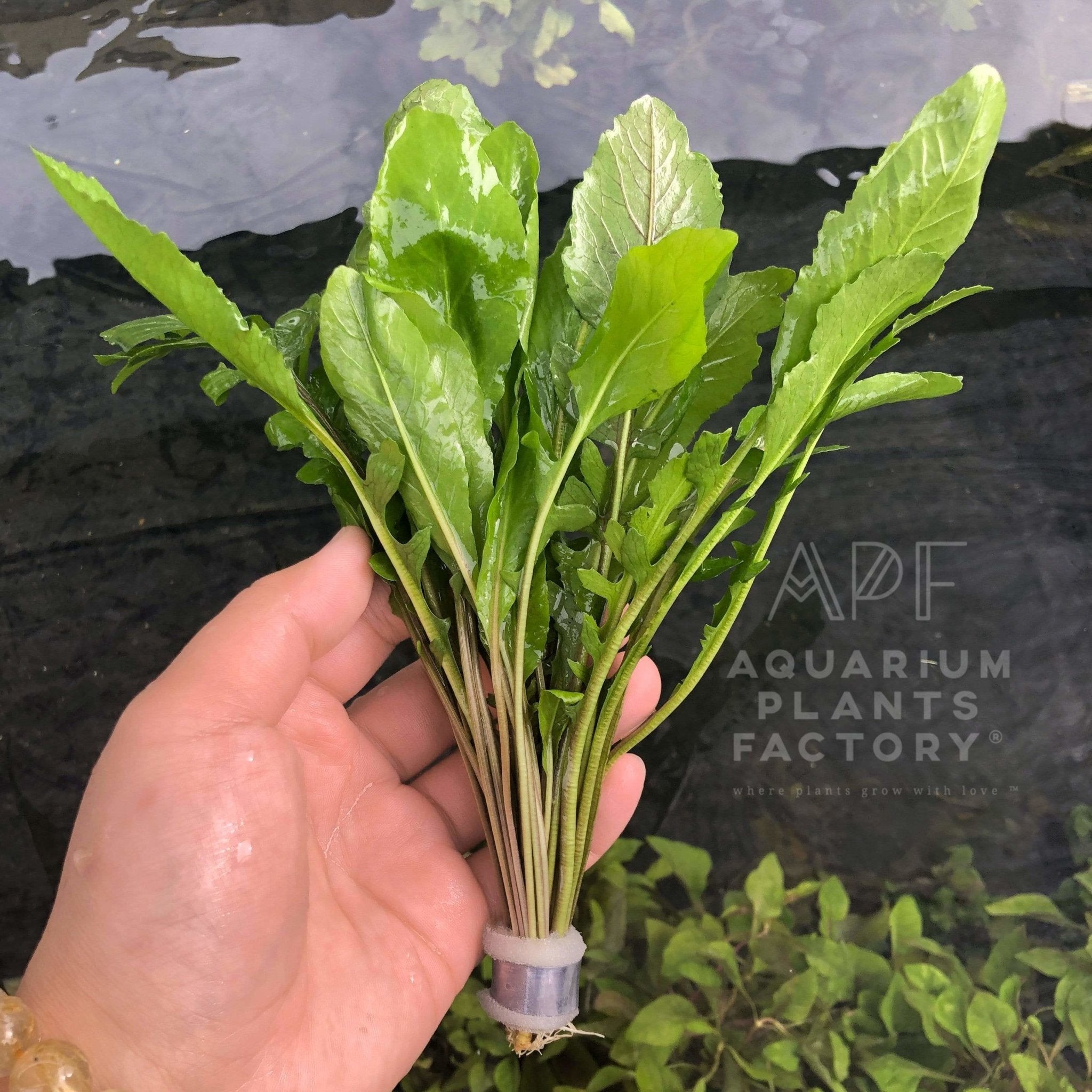 Rorippa Aquatica - Aquarium Plants Factory