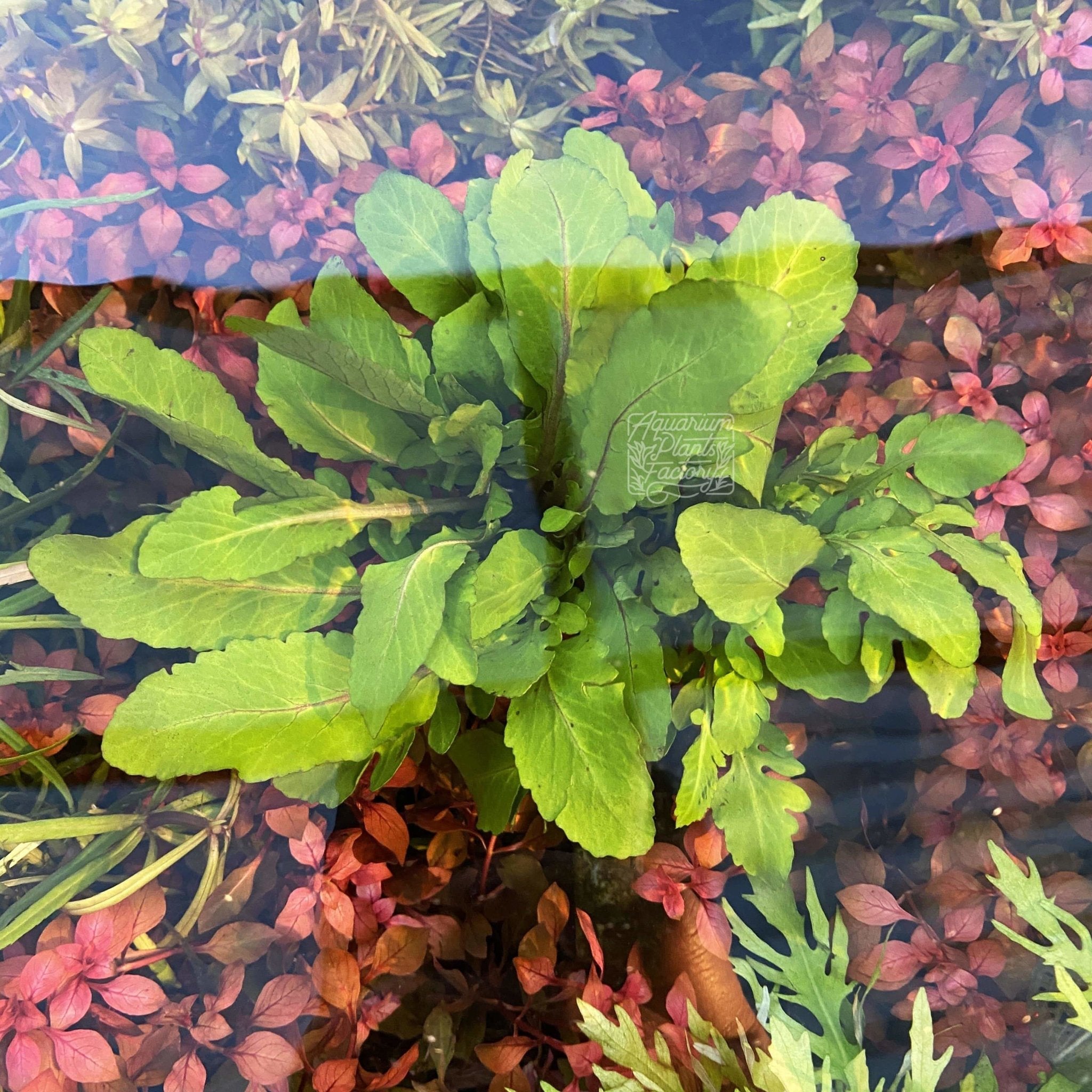 Rorippa Aquatica - Aquarium Plants Factory
