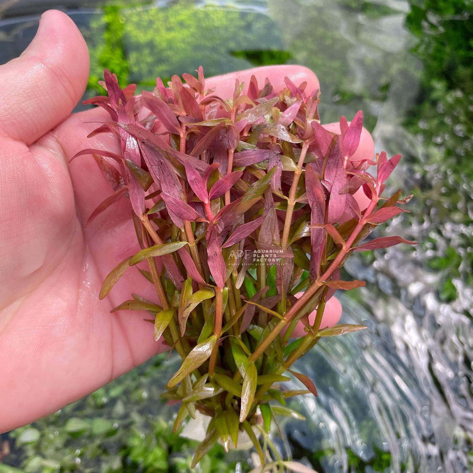 Rotala Colorata - Aquarium Plants Factory