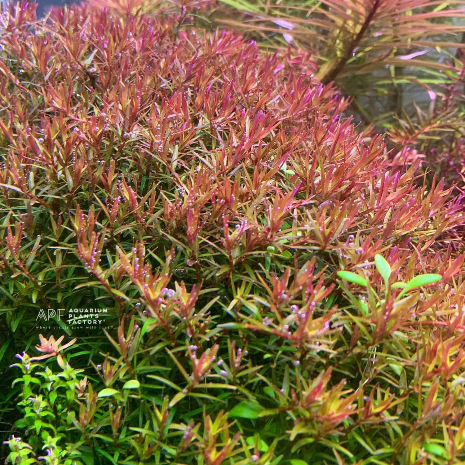 Rotala Colorata - Aquarium Plants Factory