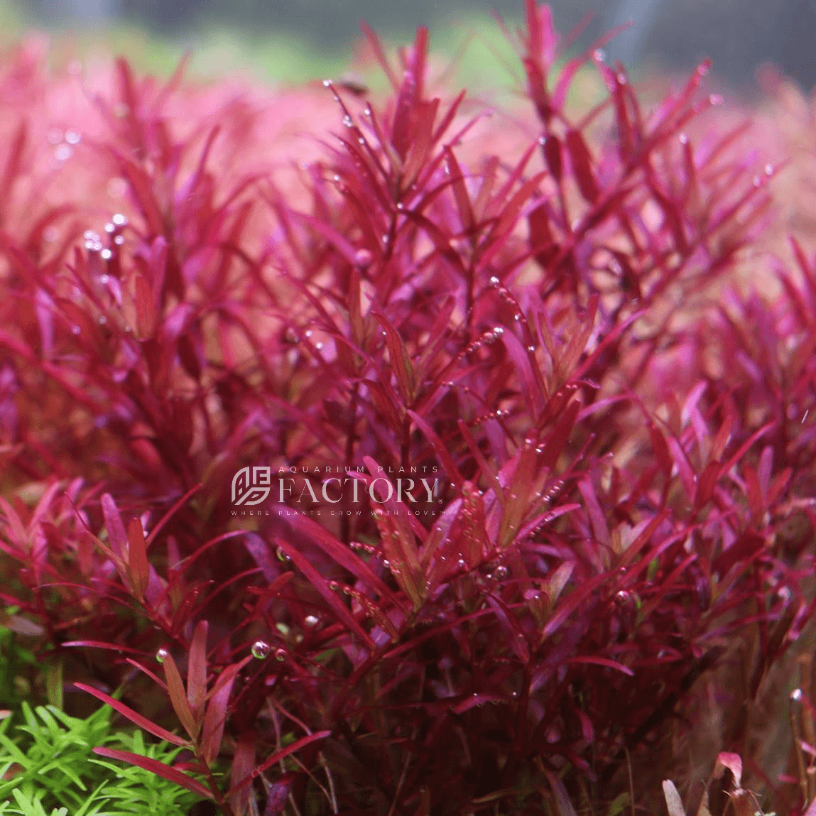 Rotala Colorata APF Aquarium Plants Factory®