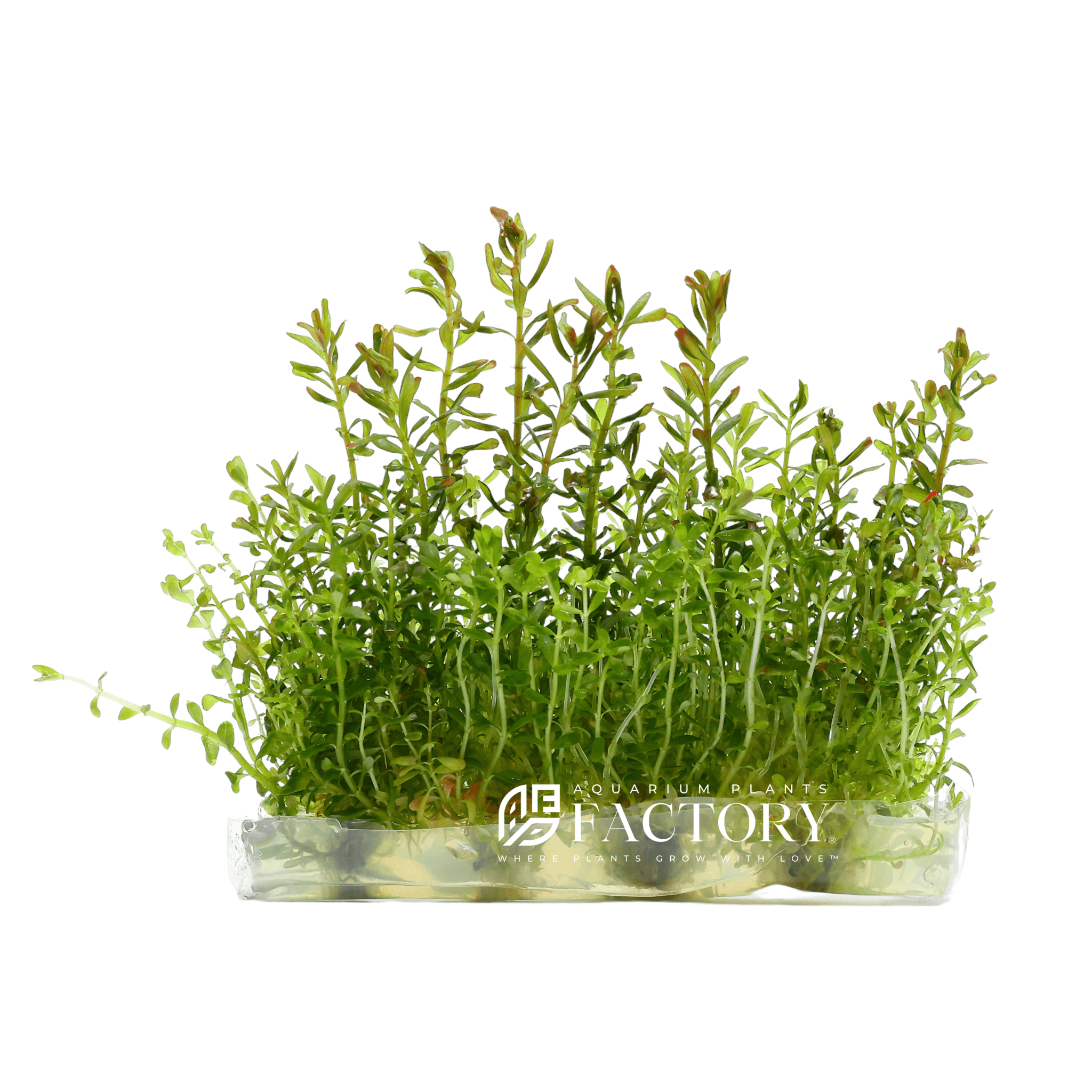 Rotala Manipurensis Tissue Culture | APF Aquarium Plants Factory®