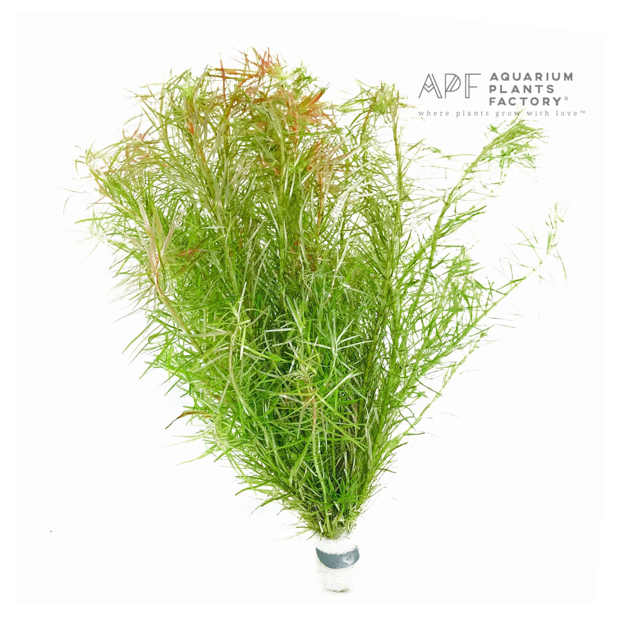 Rotala Nanjenshan - Aquarium Plants Factory