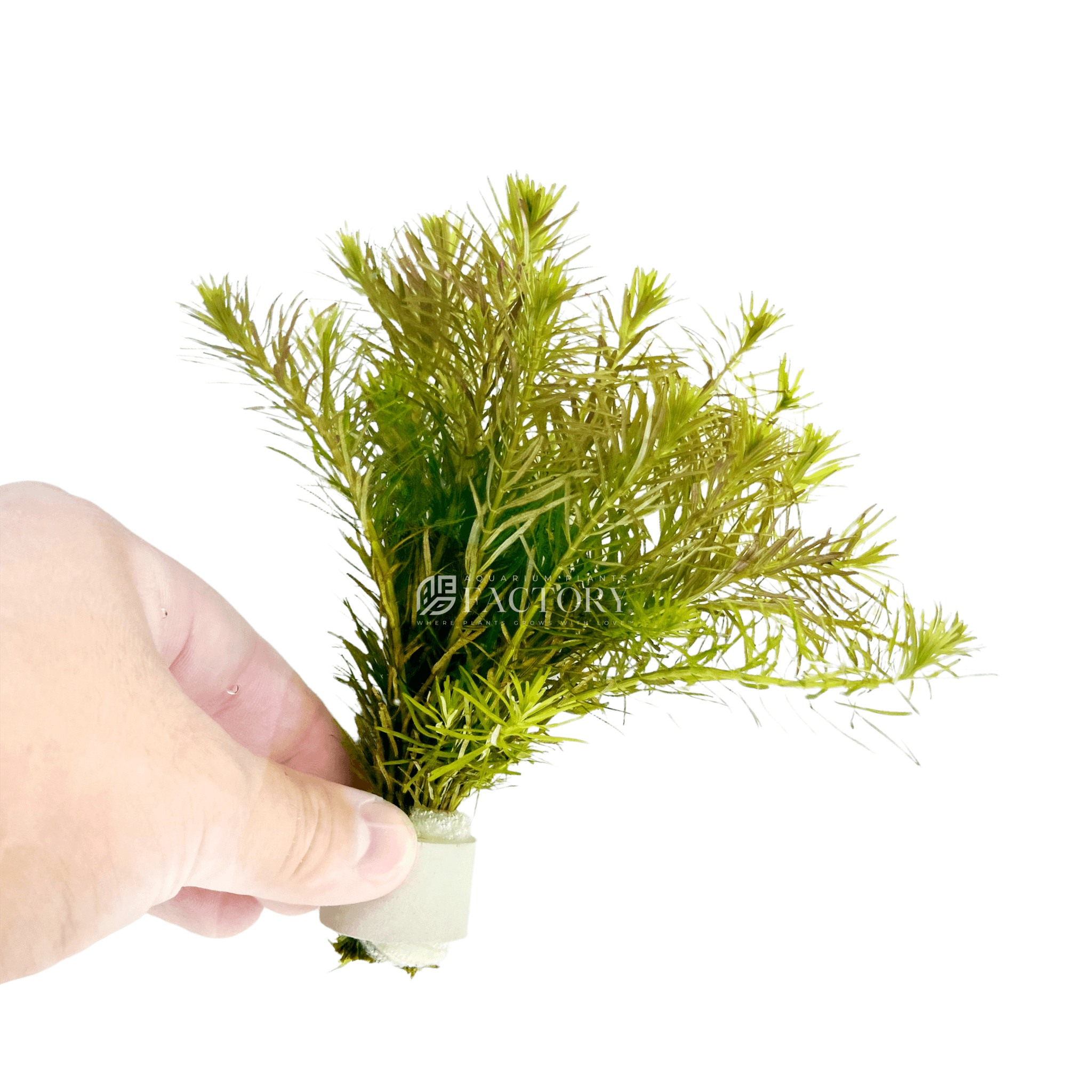 Rotala Nanjenshan Bundle APF Aquarium Plants Factory®