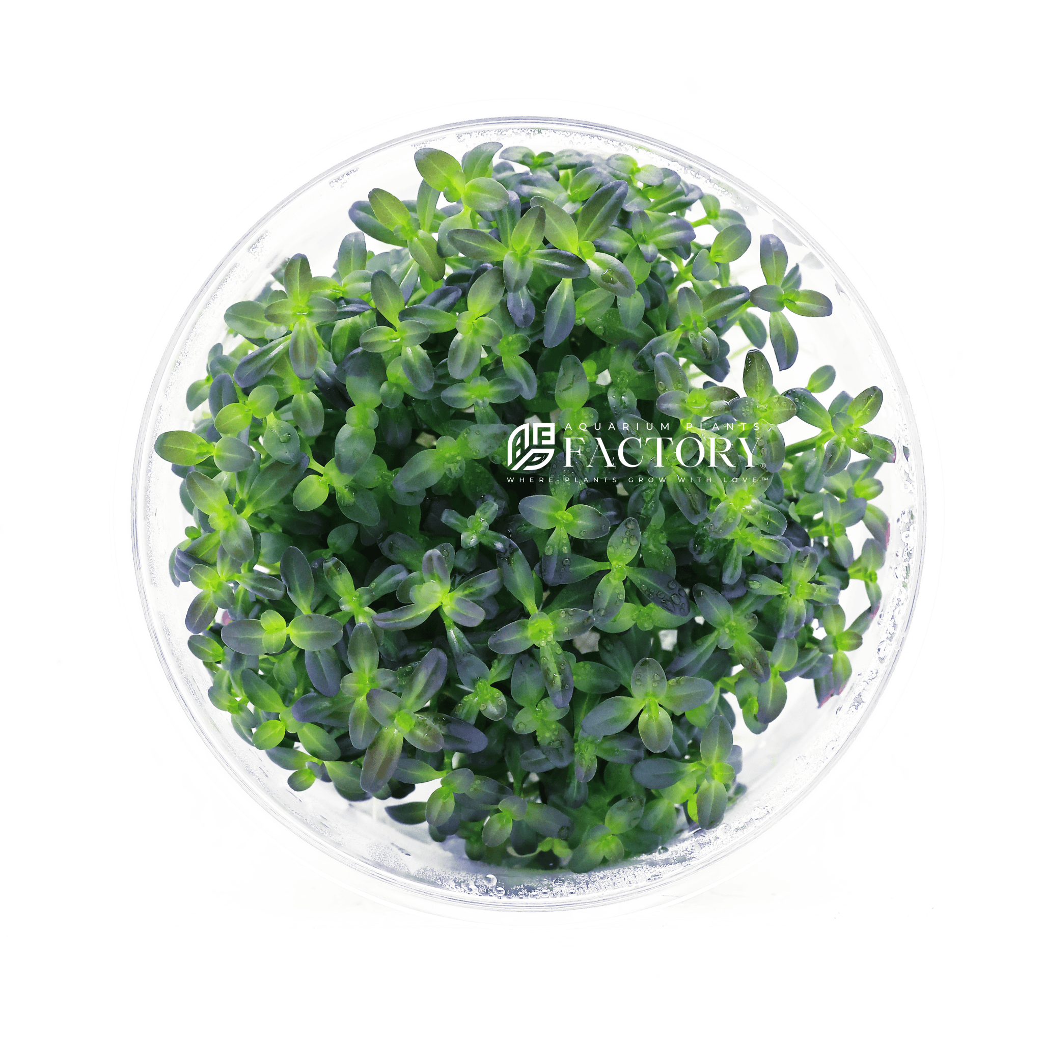 Rotala Florida Tissue Culture | APF Aquarium Plants Factory®