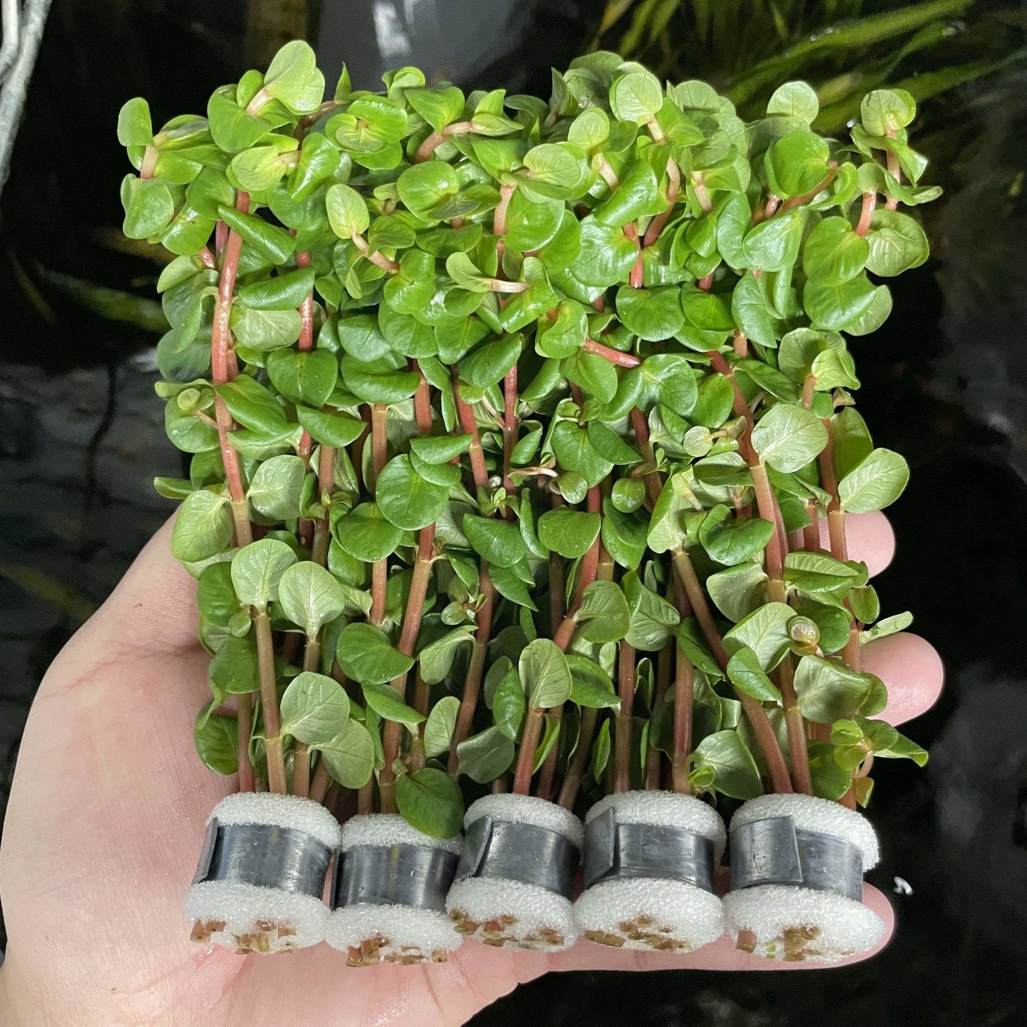 Rotala Rotundifolia Red - Aquarium Plants Factory