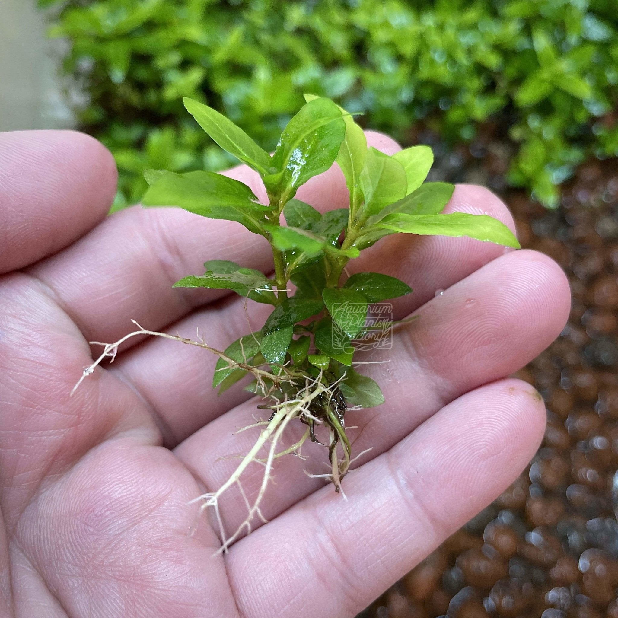 Staurogyne Repens - Aquarium Plants Factory
