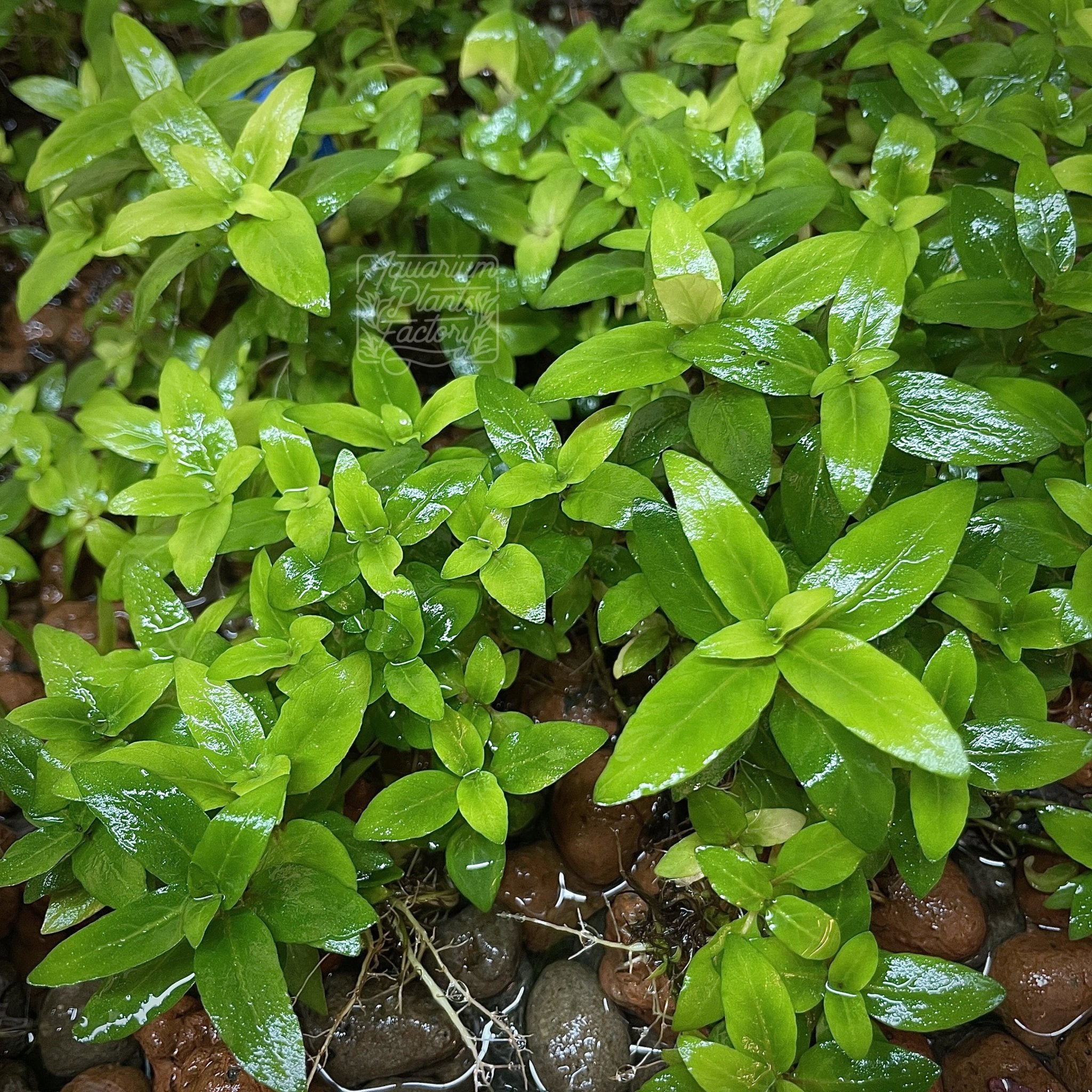 Foreground aquarium plant Staurogyne repens with vibrant green leaves