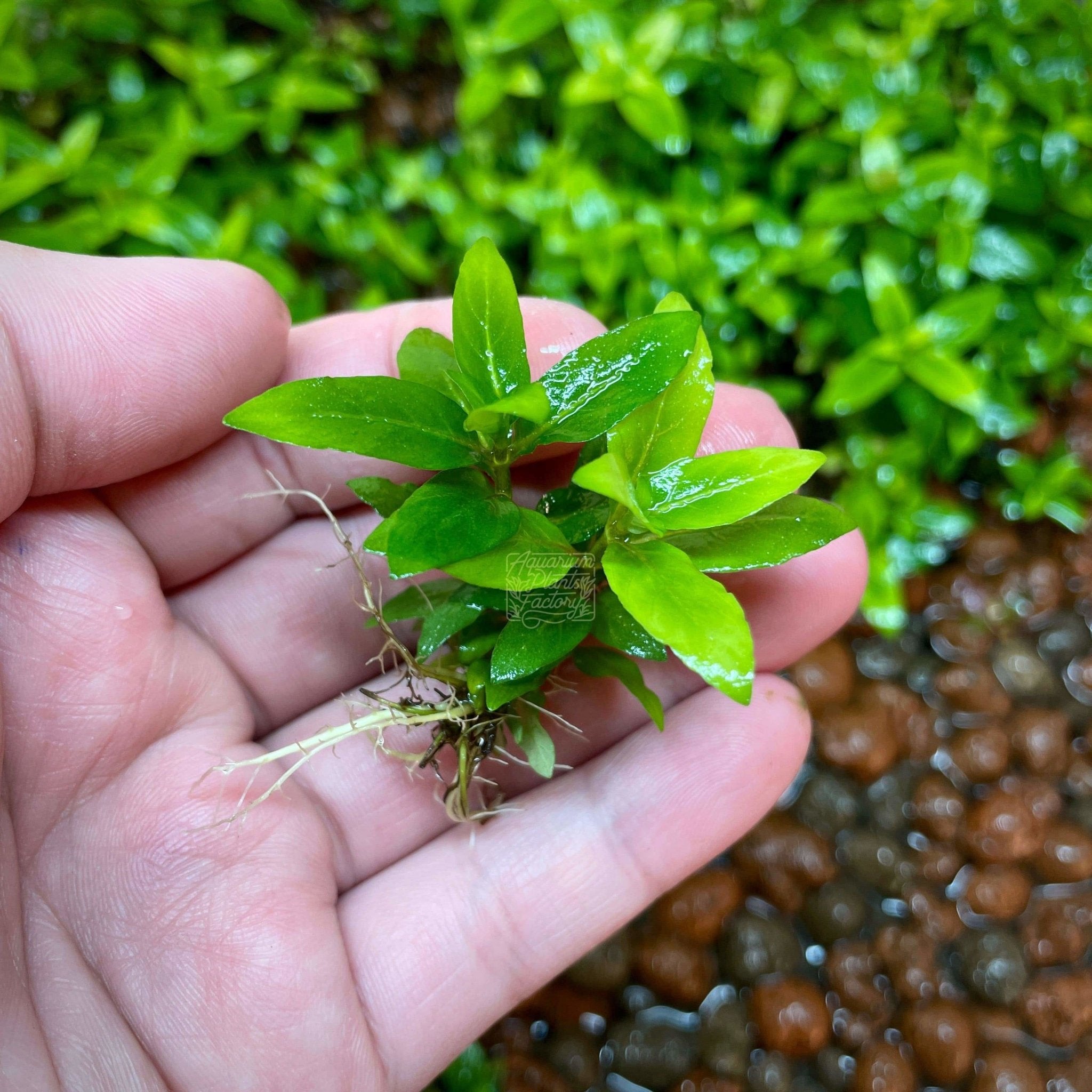 Staurogyne Repens is a versatile and attractive aquarium plant perfect for creating lush, green carpets in your tank. Known for its hardiness and ease of care, this plant is ideal for both beginners and experienced aquarists.