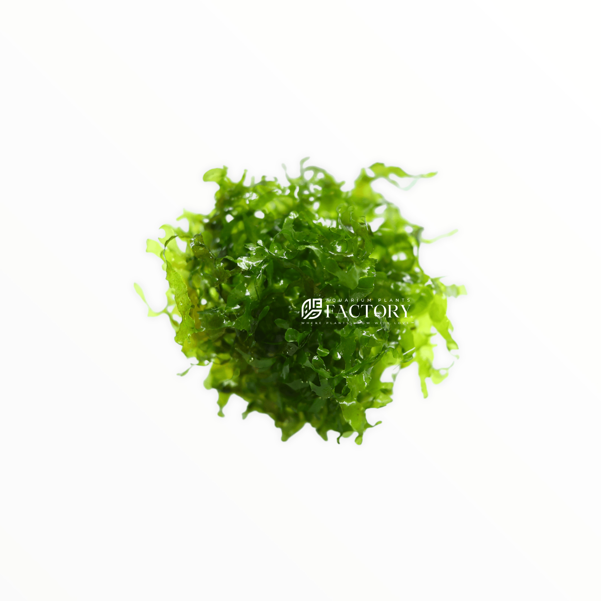 Subwassertang Moss (Round Pellia)